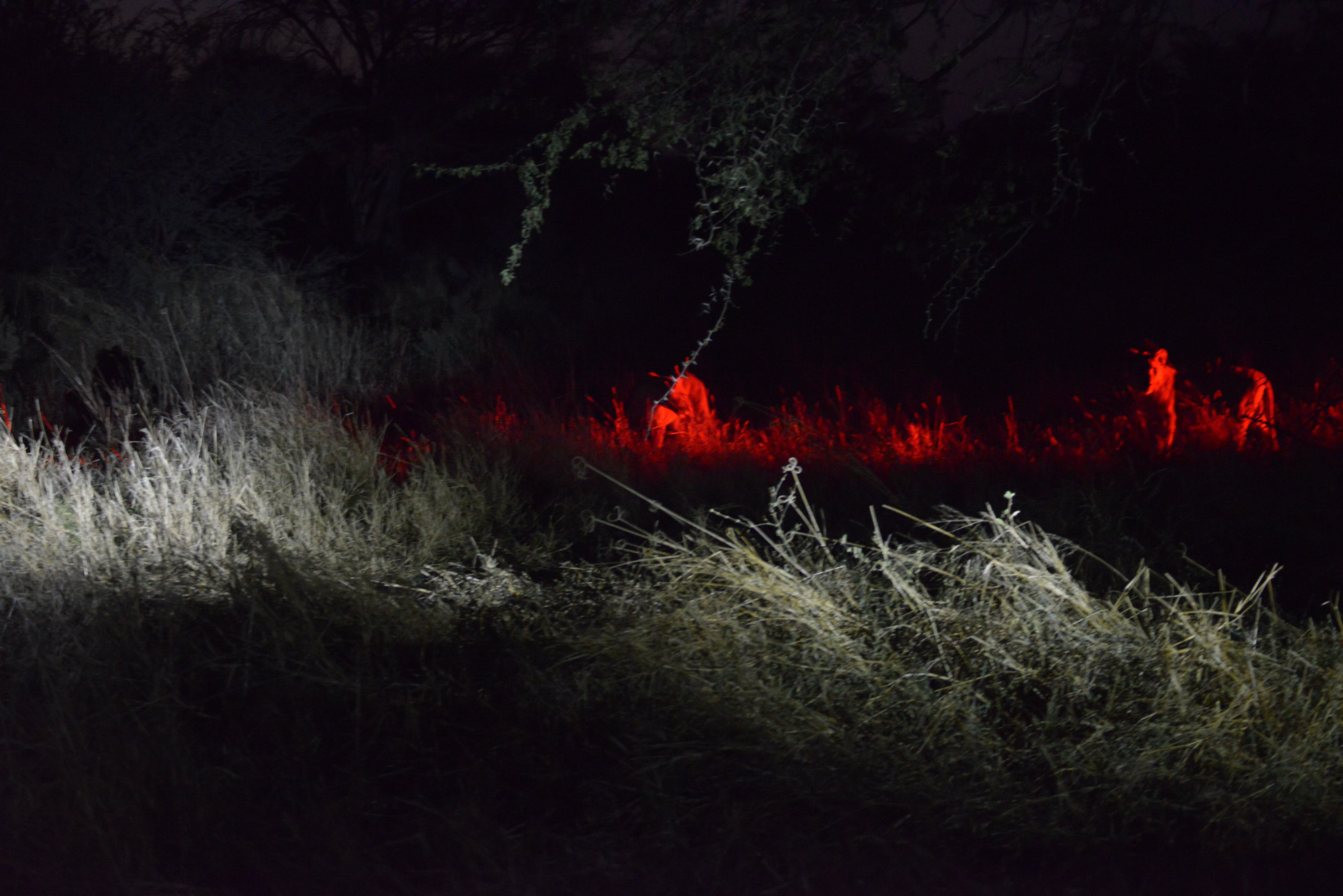 Nikon D800 sample photo. Okavango delta photography