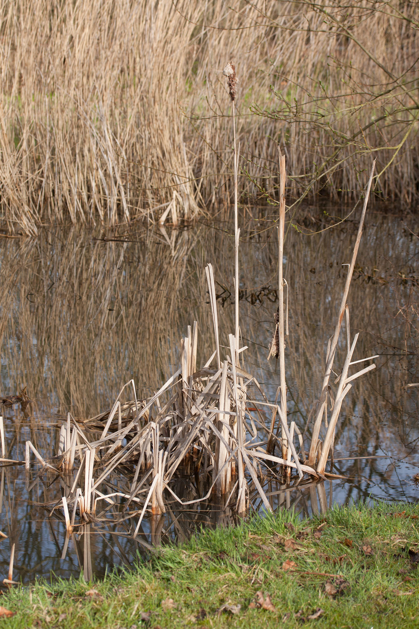 Canon EF-S 60mm F2.8 Macro USM sample photo. Old reed photography
