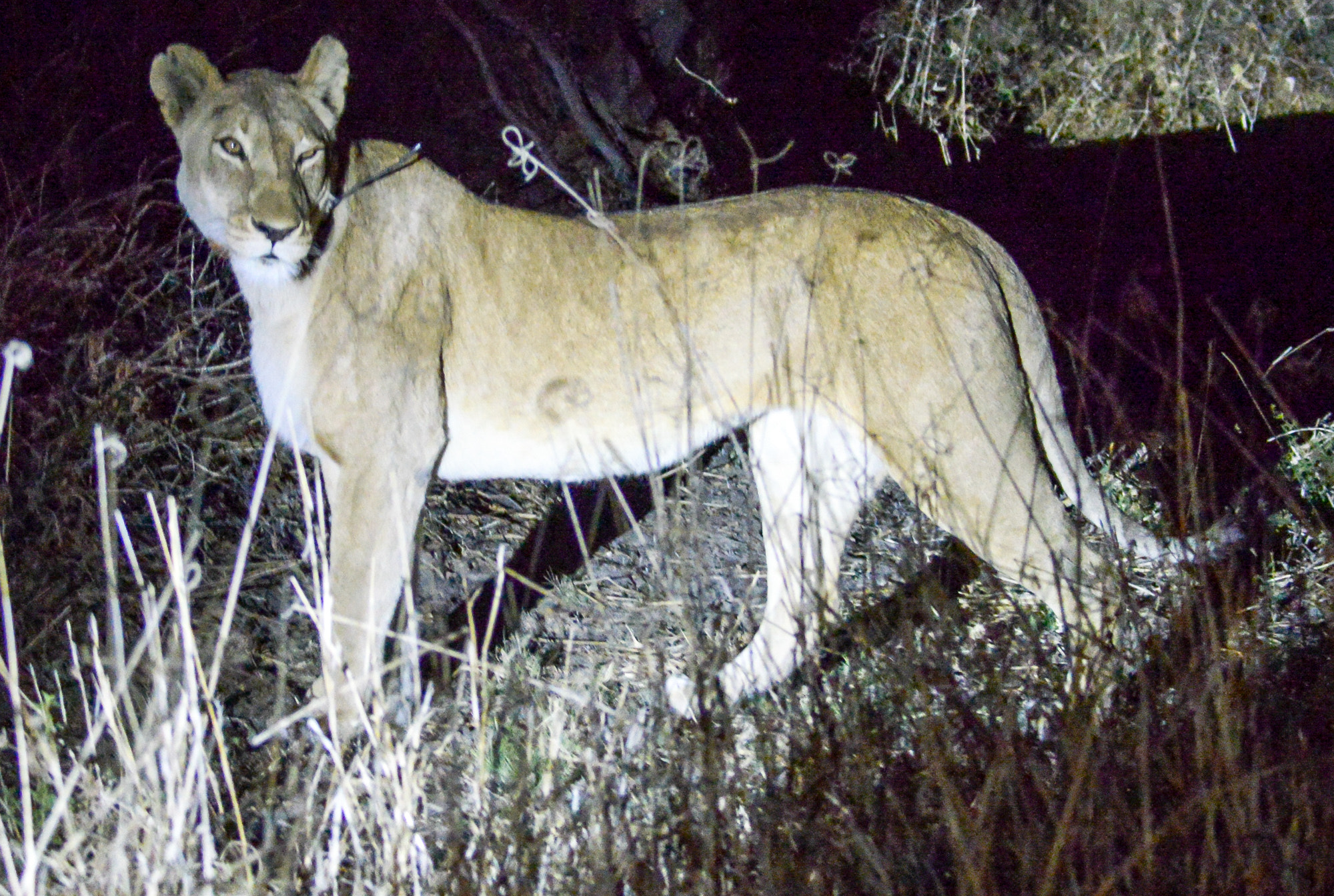 Nikon D800 sample photo. Okavango delta photography