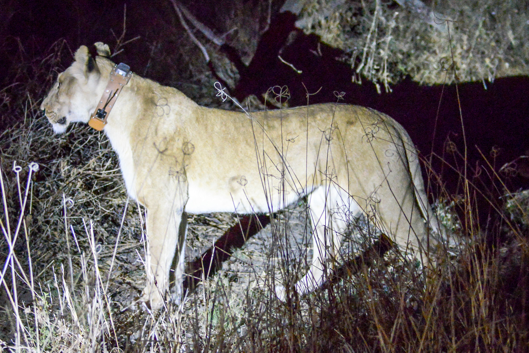 Nikon D800 sample photo. Okavango delta photography