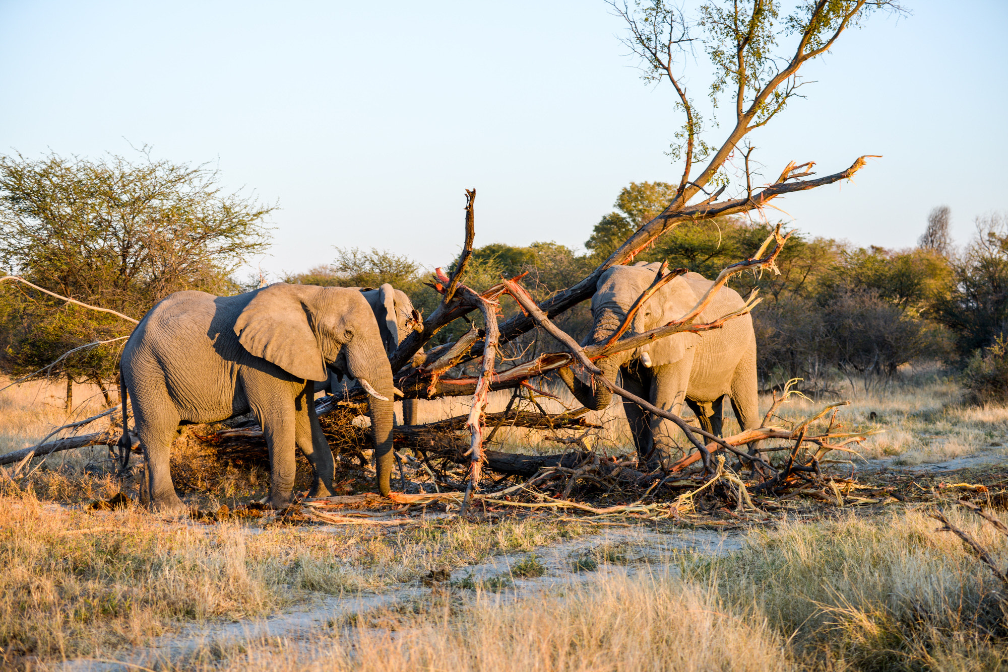 Nikon D800 sample photo. Okavango delta photography