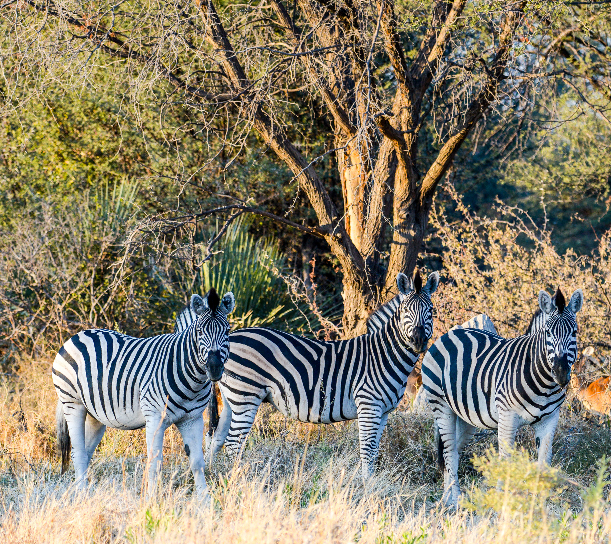 Nikon D800 + Nikon AF-S Nikkor 80-400mm F4.5-5.6G ED VR sample photo. Okavango delta photography