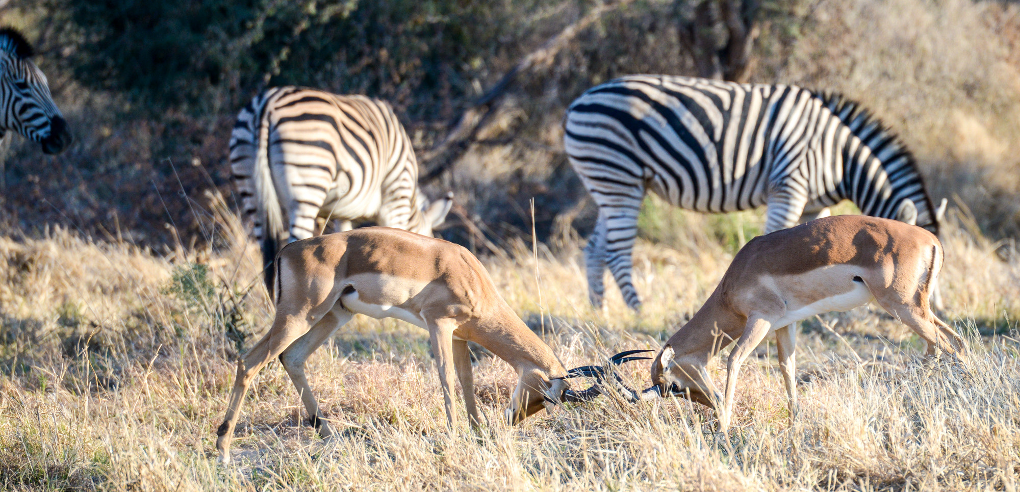 Nikon D800 sample photo. Okavango delta photography