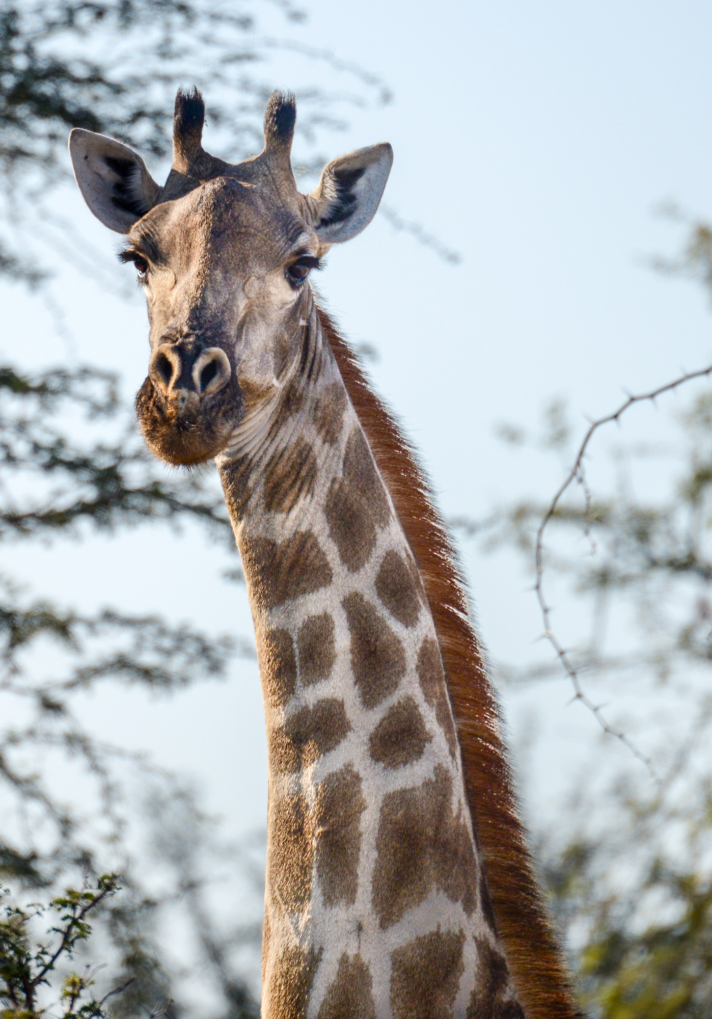 Nikon D800 sample photo. Okavango delta photography