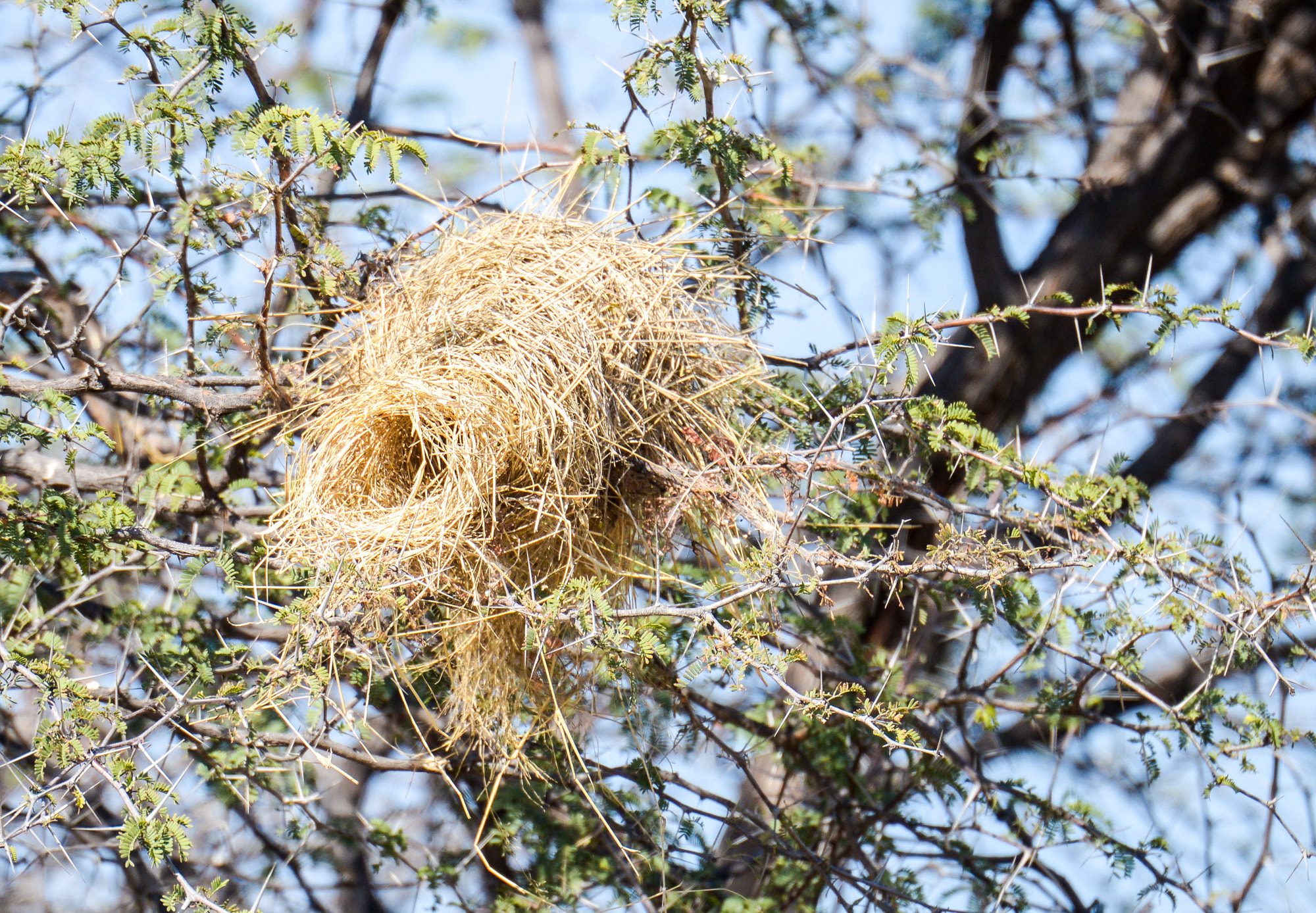 Nikon D800 sample photo. Okavango delta photography