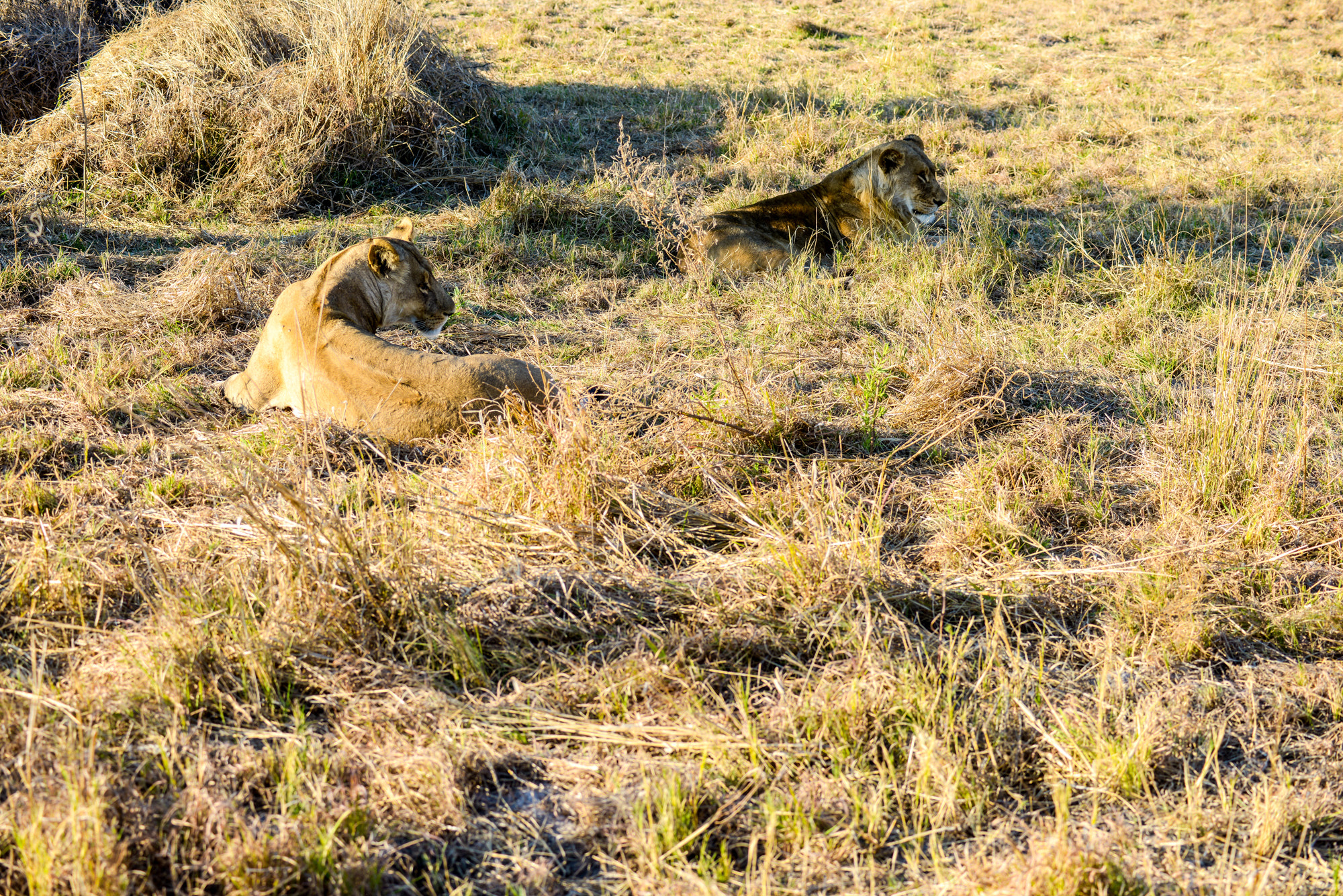 Nikon D800 sample photo. Okavango delta photography
