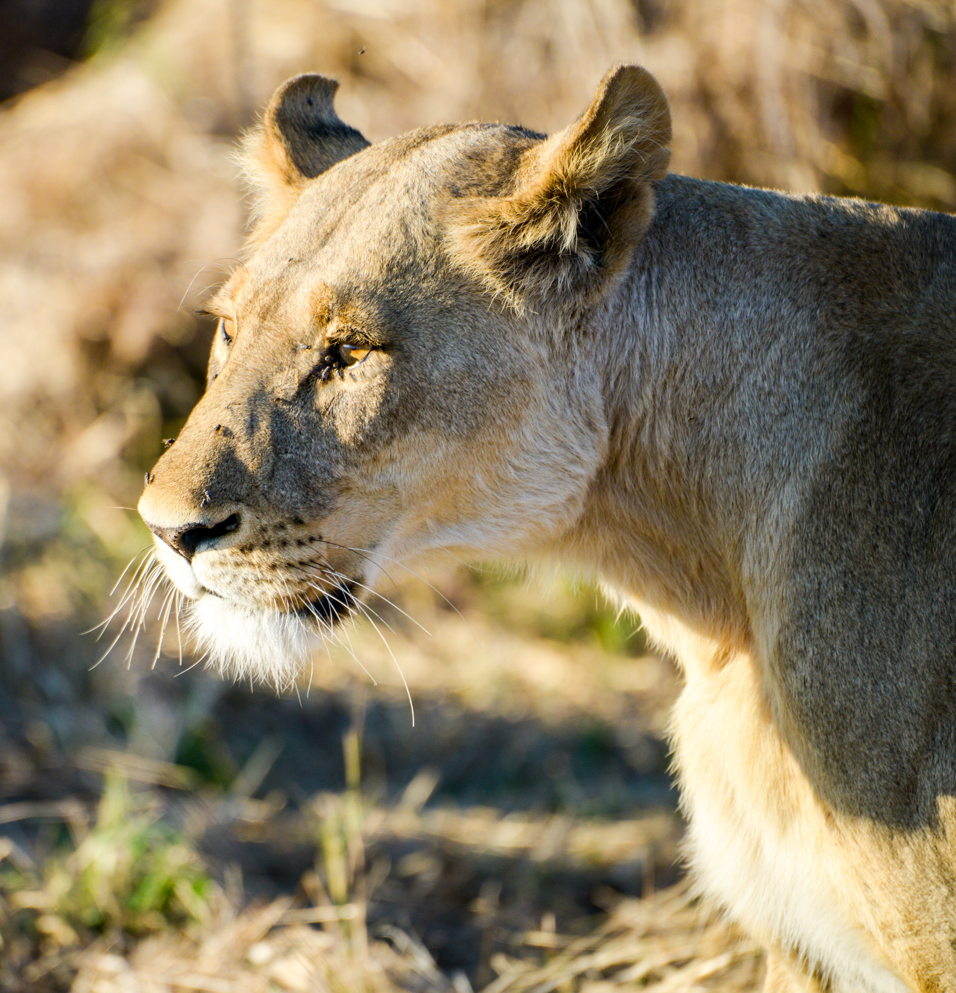 Nikon D800 sample photo. Okavango delta photography