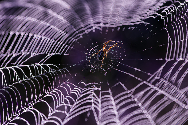 Canon EF 180mm F3.5L Macro USM sample photo. Spidersweb in flowering heather photography