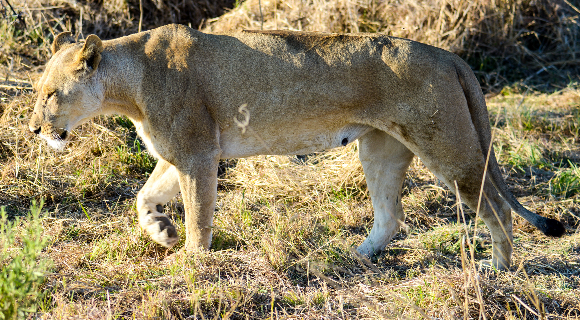 Nikon D800 sample photo. Okavango delta photography