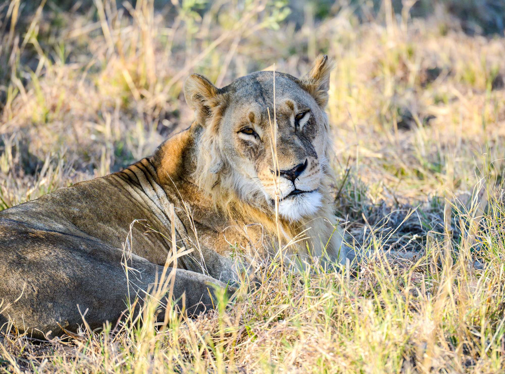 Nikon D800 + Nikon AF-S Nikkor 80-400mm F4.5-5.6G ED VR sample photo. Okavango delta photography