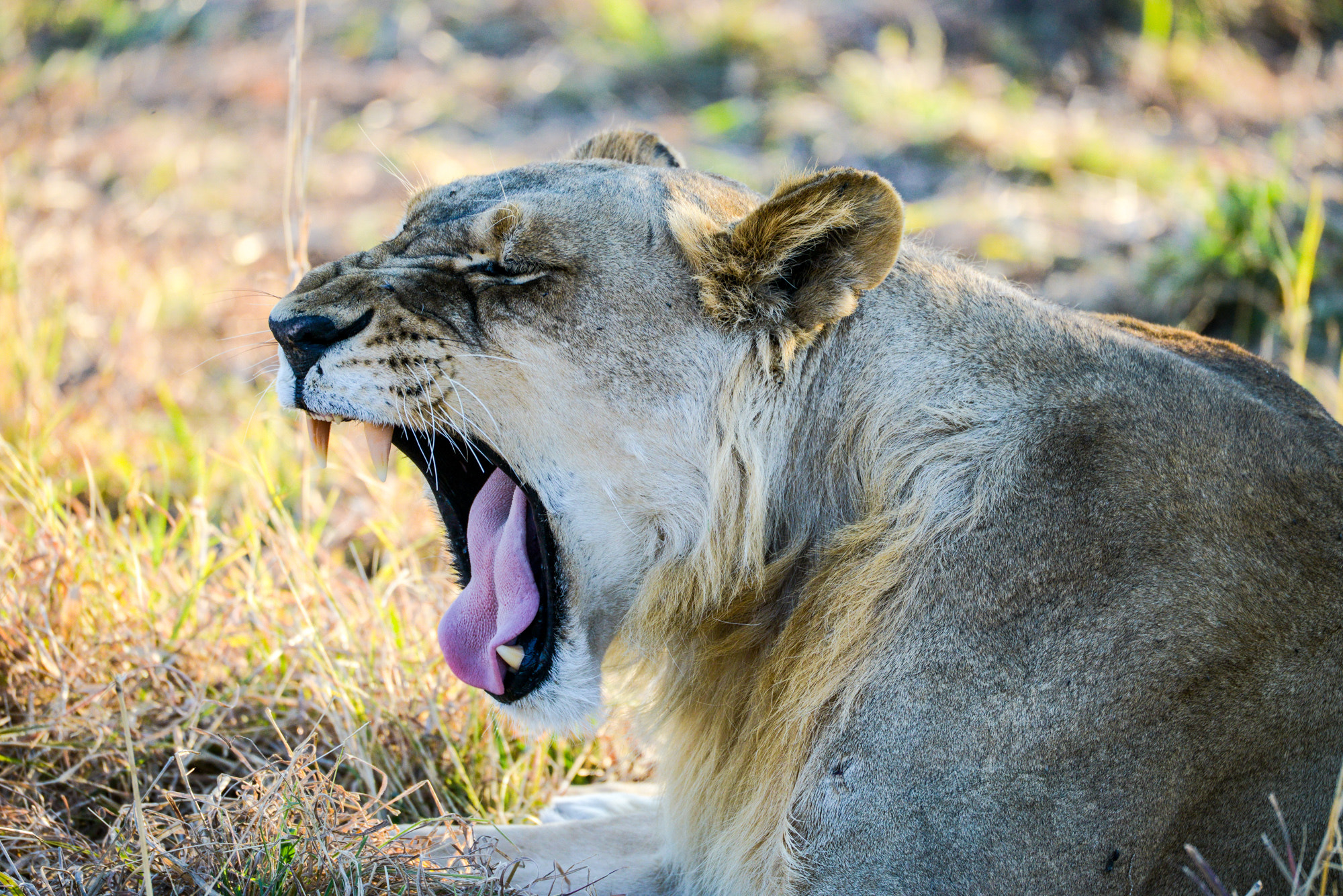 Nikon D800 + Nikon AF-S Nikkor 80-400mm F4.5-5.6G ED VR sample photo. Okavango delta photography