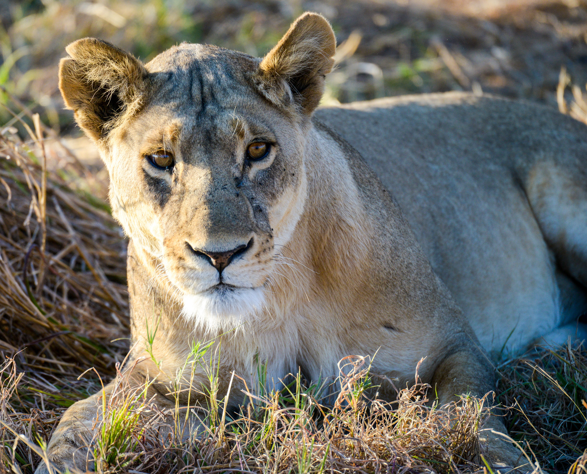 Nikon D800 sample photo. Okavango delta photography