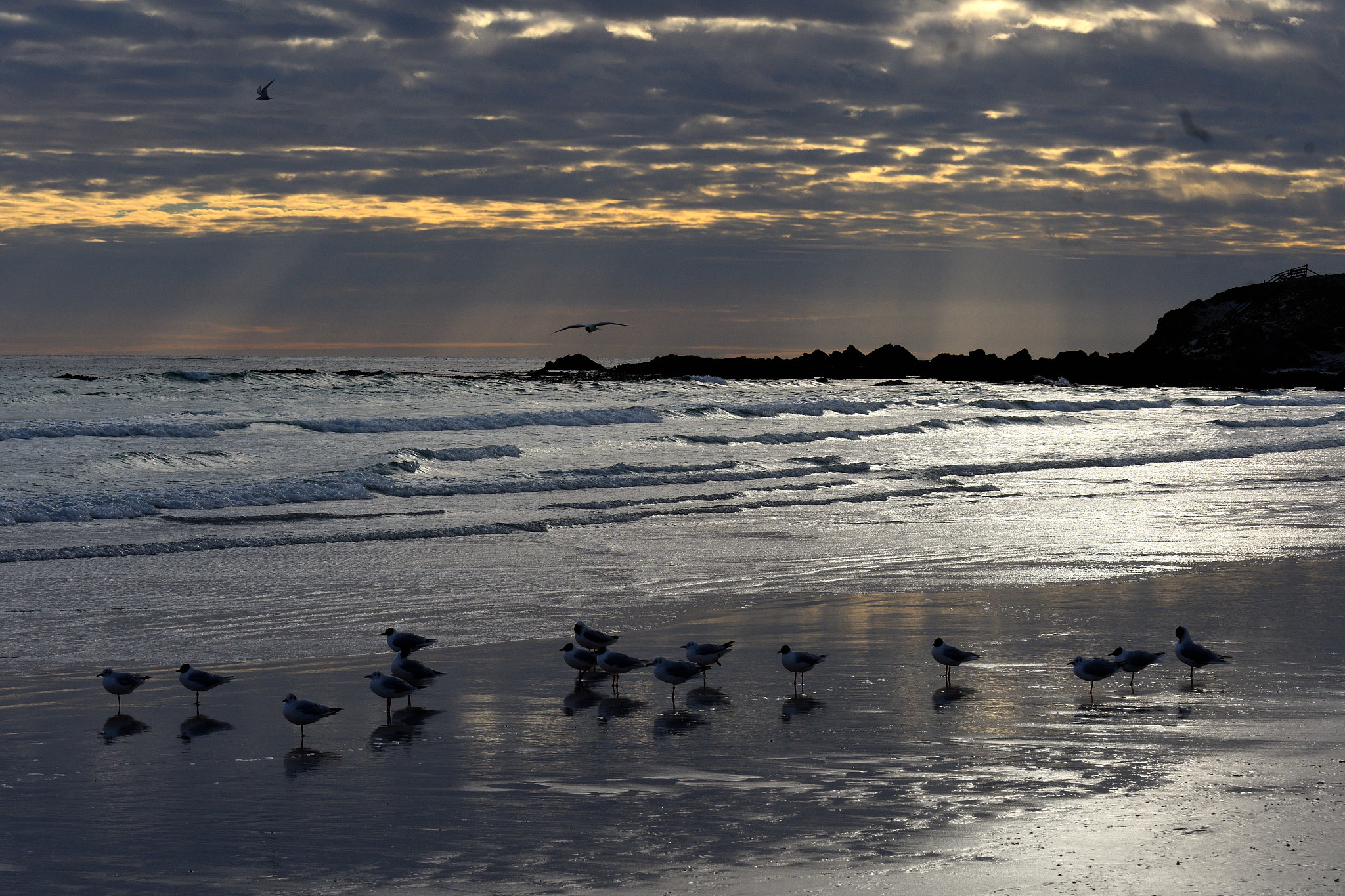 Nikon D500 sample photo. Falkland islands photography