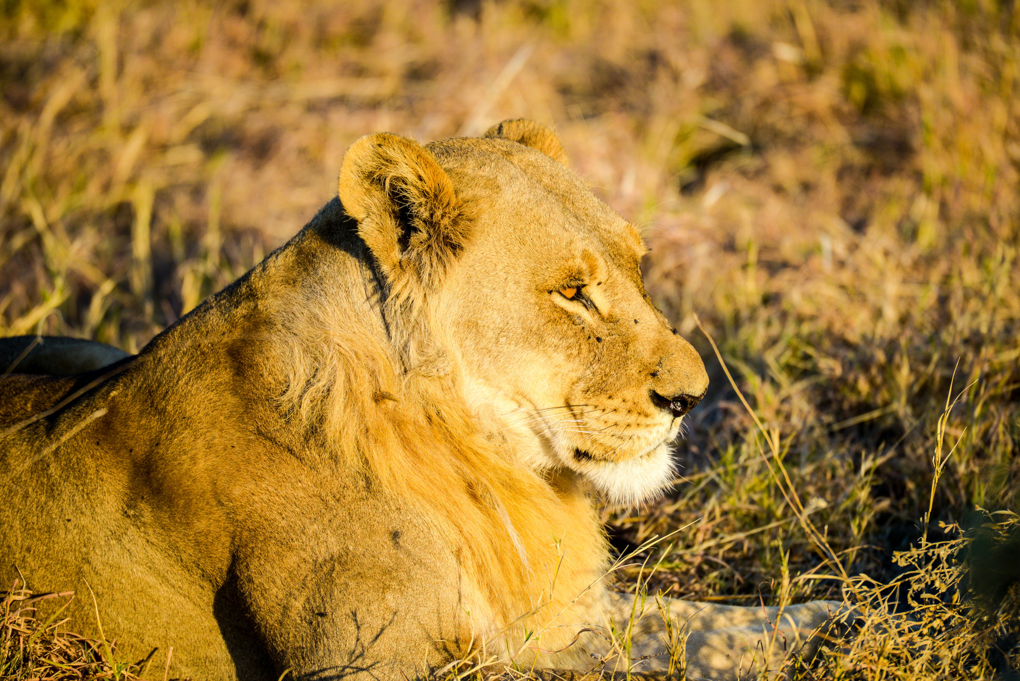 Nikon D800 sample photo. Okavango delta photography