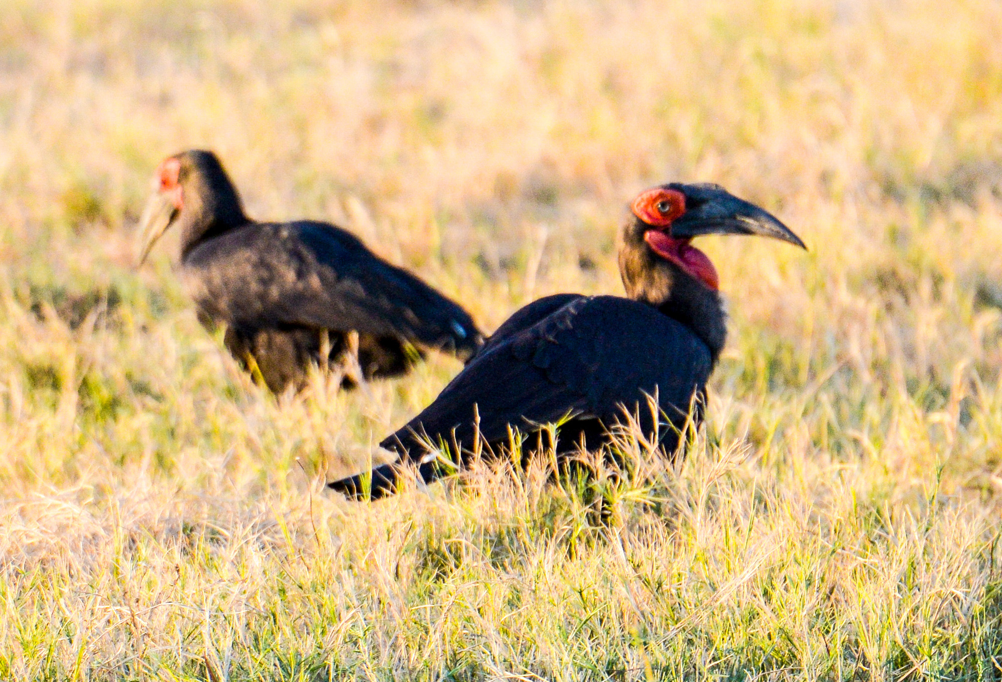 Nikon D800 sample photo. Okavango delta photography