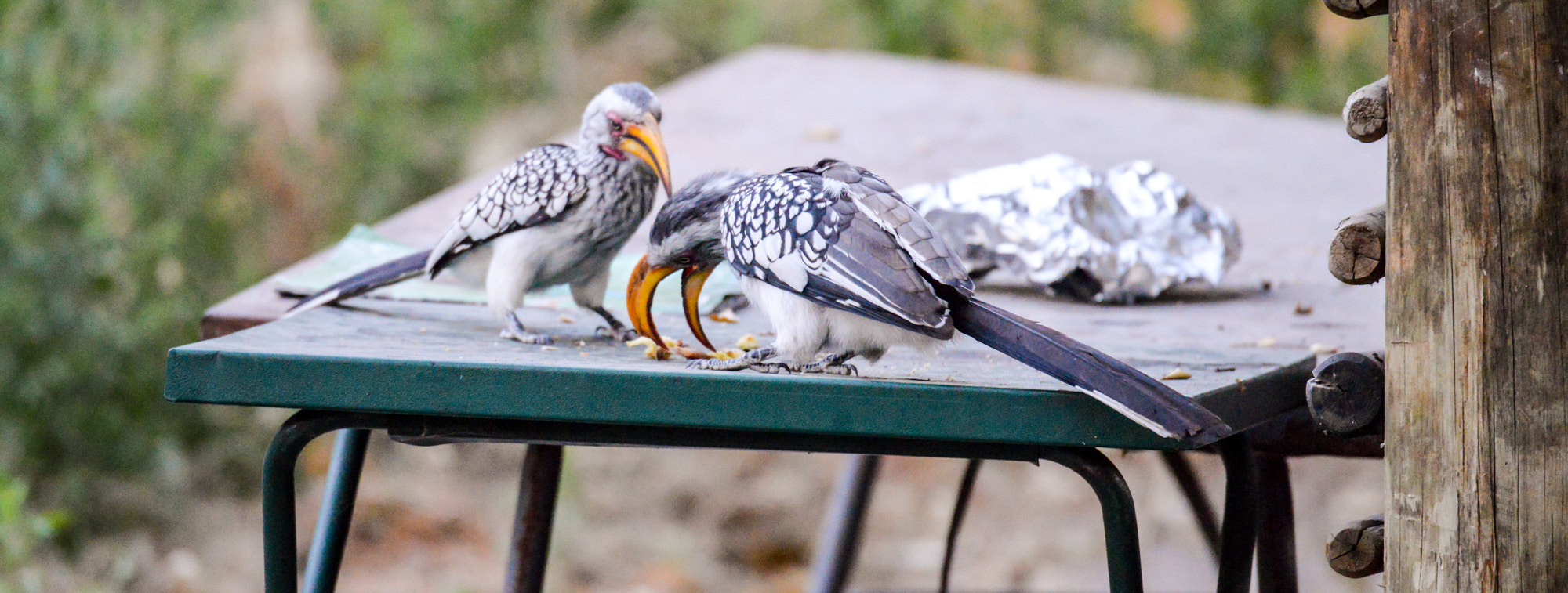 Nikon D800 sample photo. Okavango delta photography