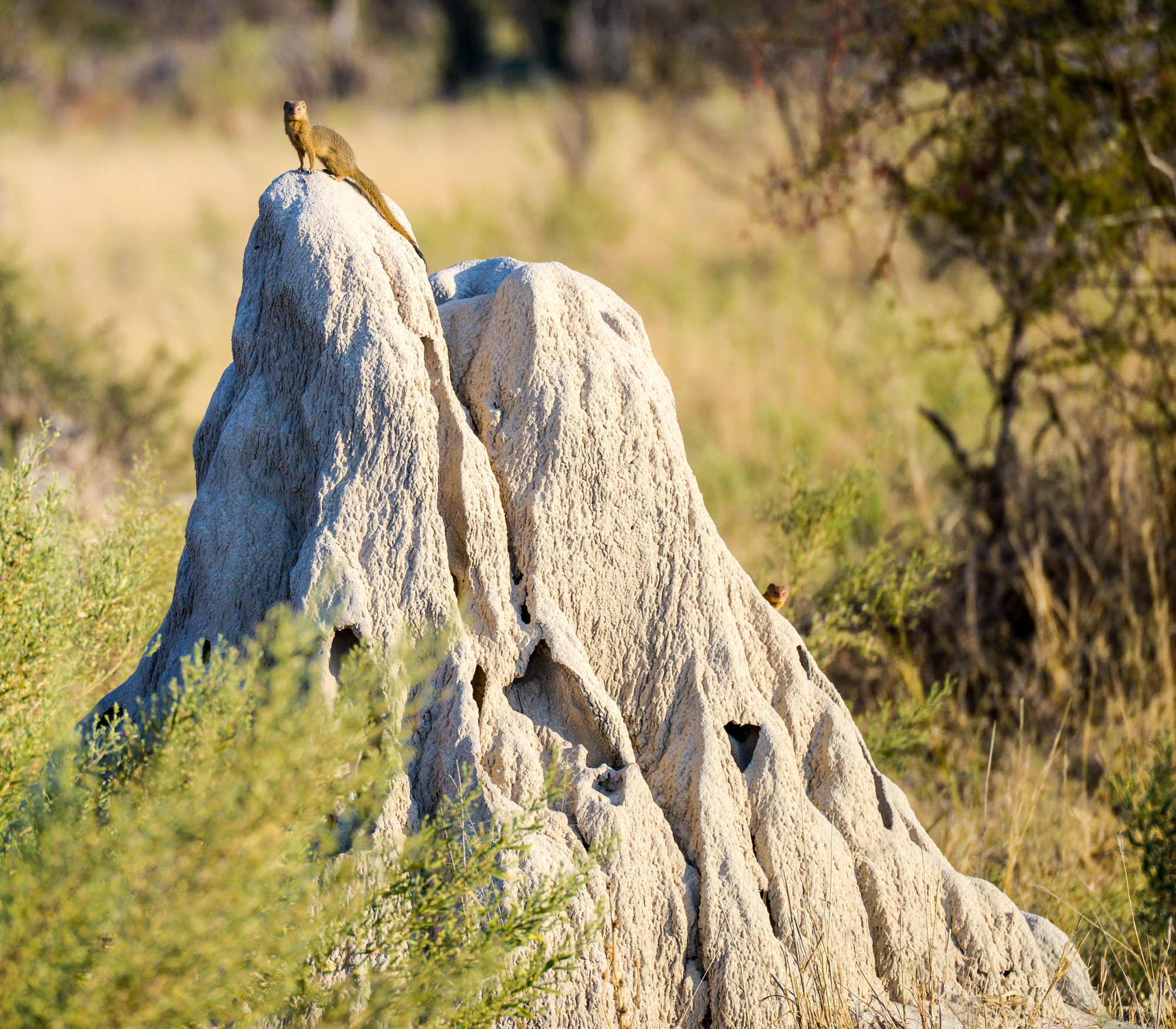 Nikon D800 sample photo. Okavango delta photography