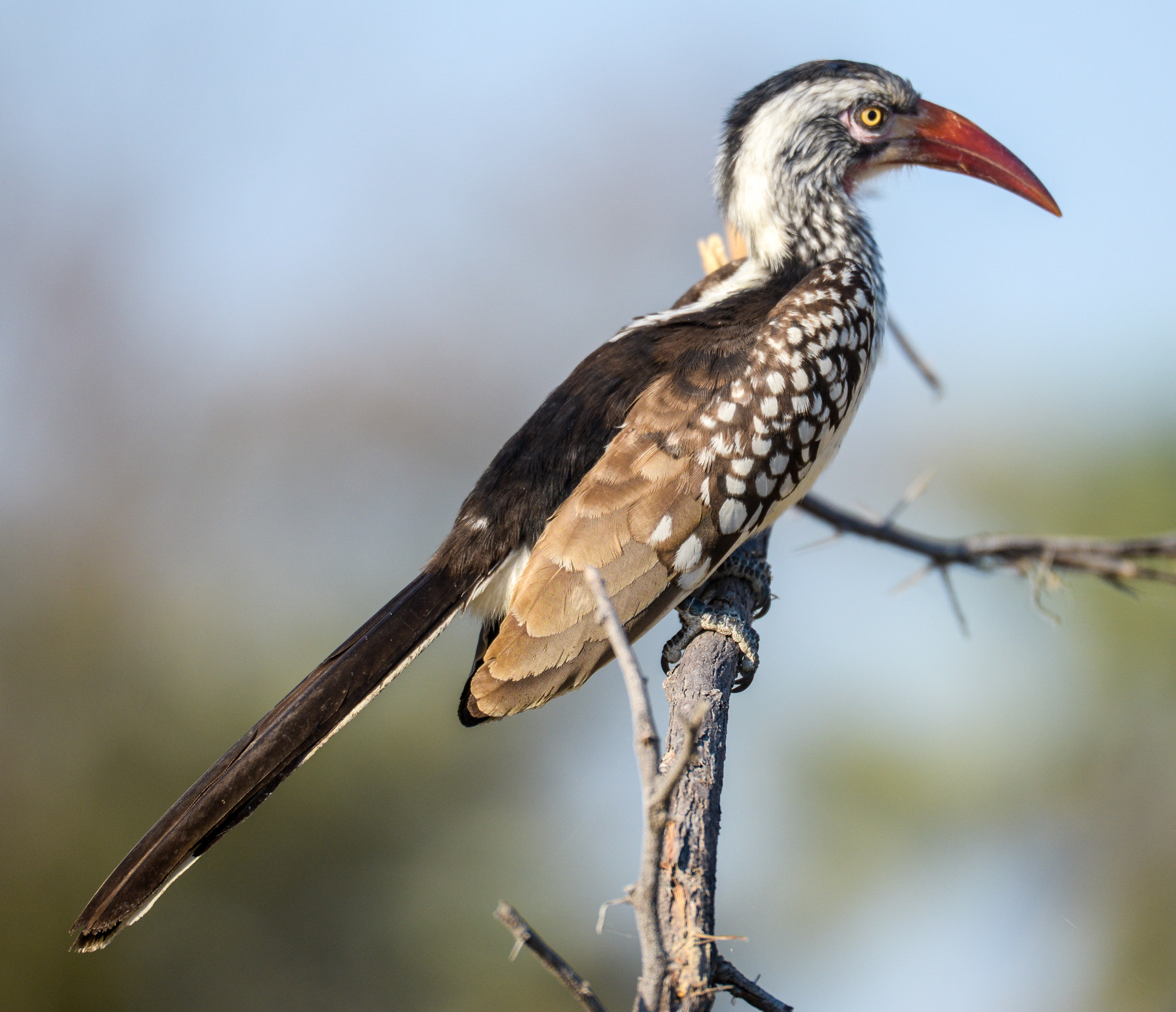 Nikon D800 sample photo. Okavango delta photography