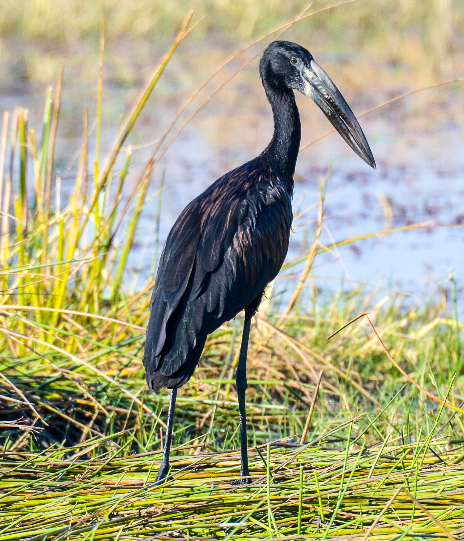 Nikon D800 sample photo. Okavango delta photography