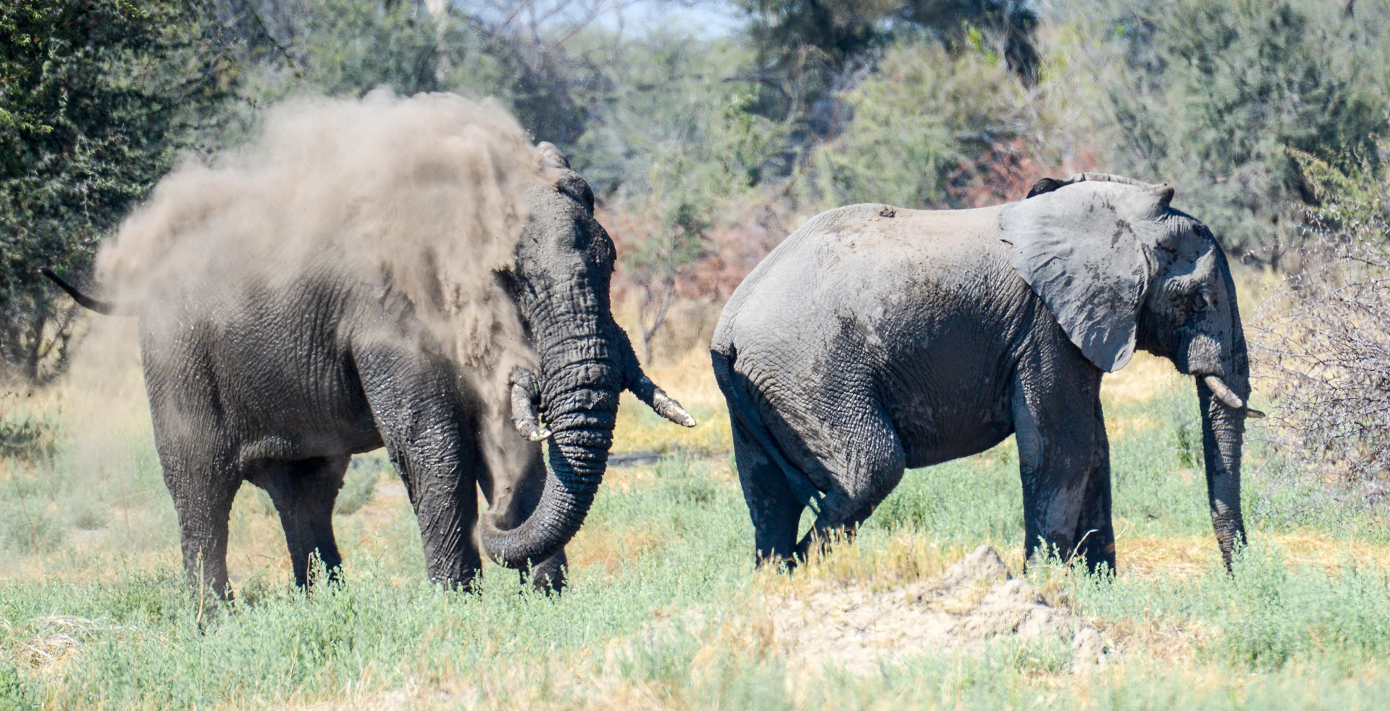 Nikon D800 sample photo. Okavango delta photography