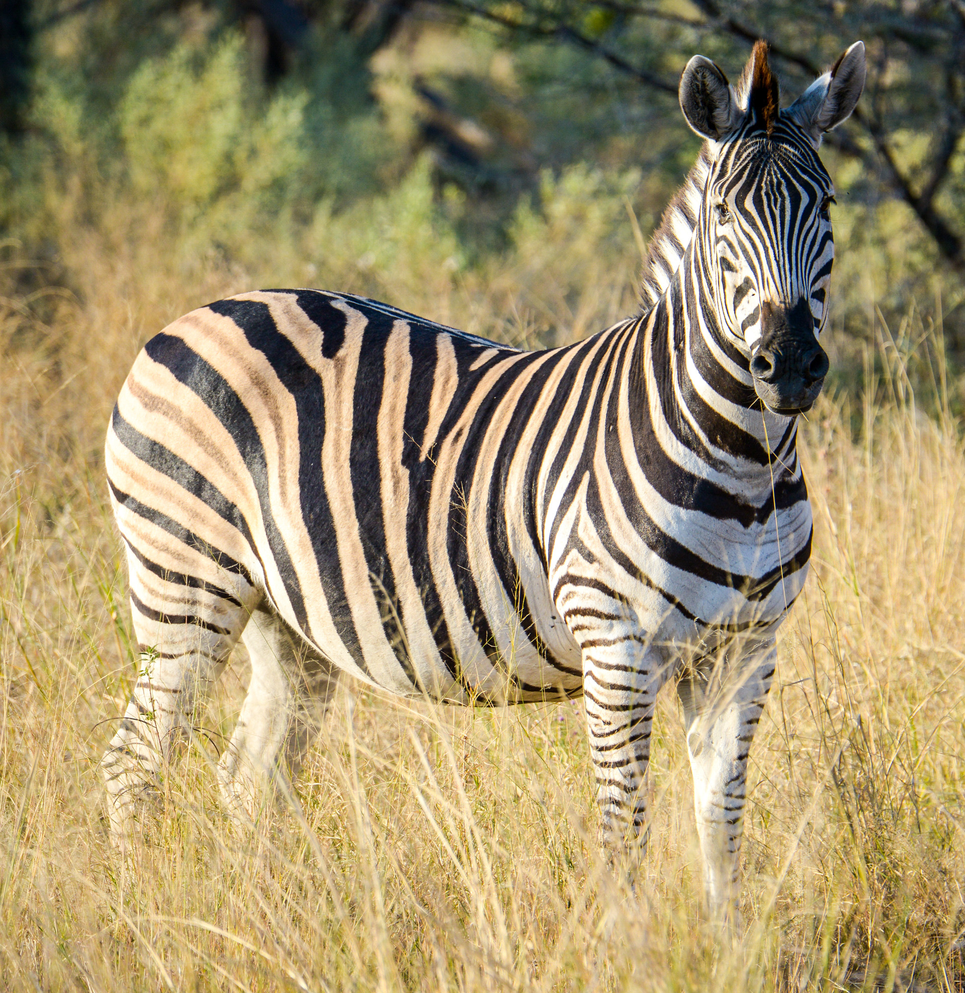 Nikon D800 sample photo. Okavango delta photography
