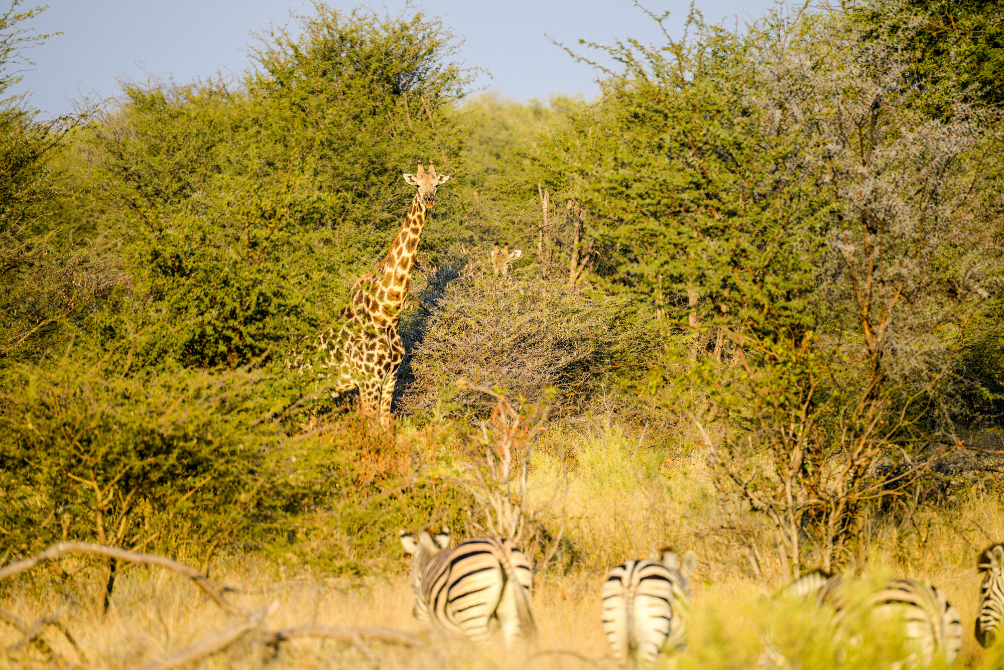 Nikon D800 sample photo. Okavango delta photography