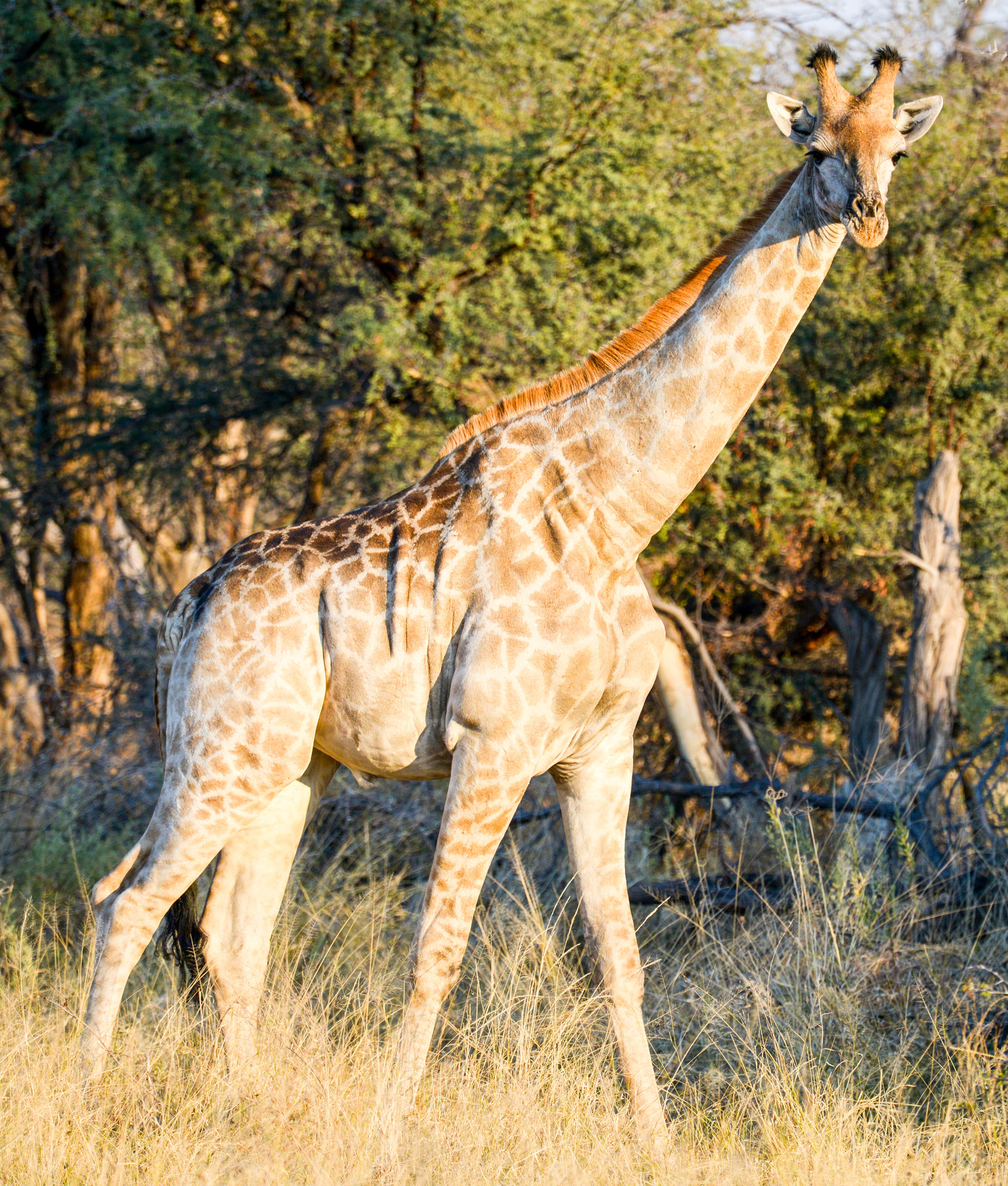 Nikon D800 sample photo. Okavango delta photography