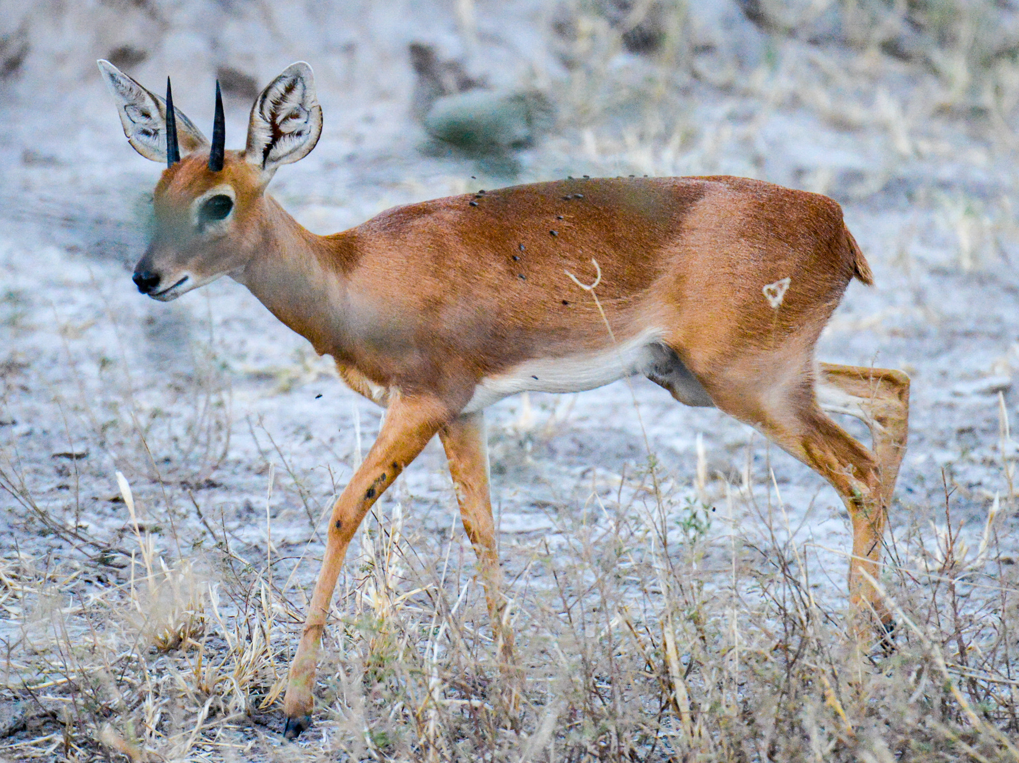 Nikon D800 sample photo. Okavango delta photography