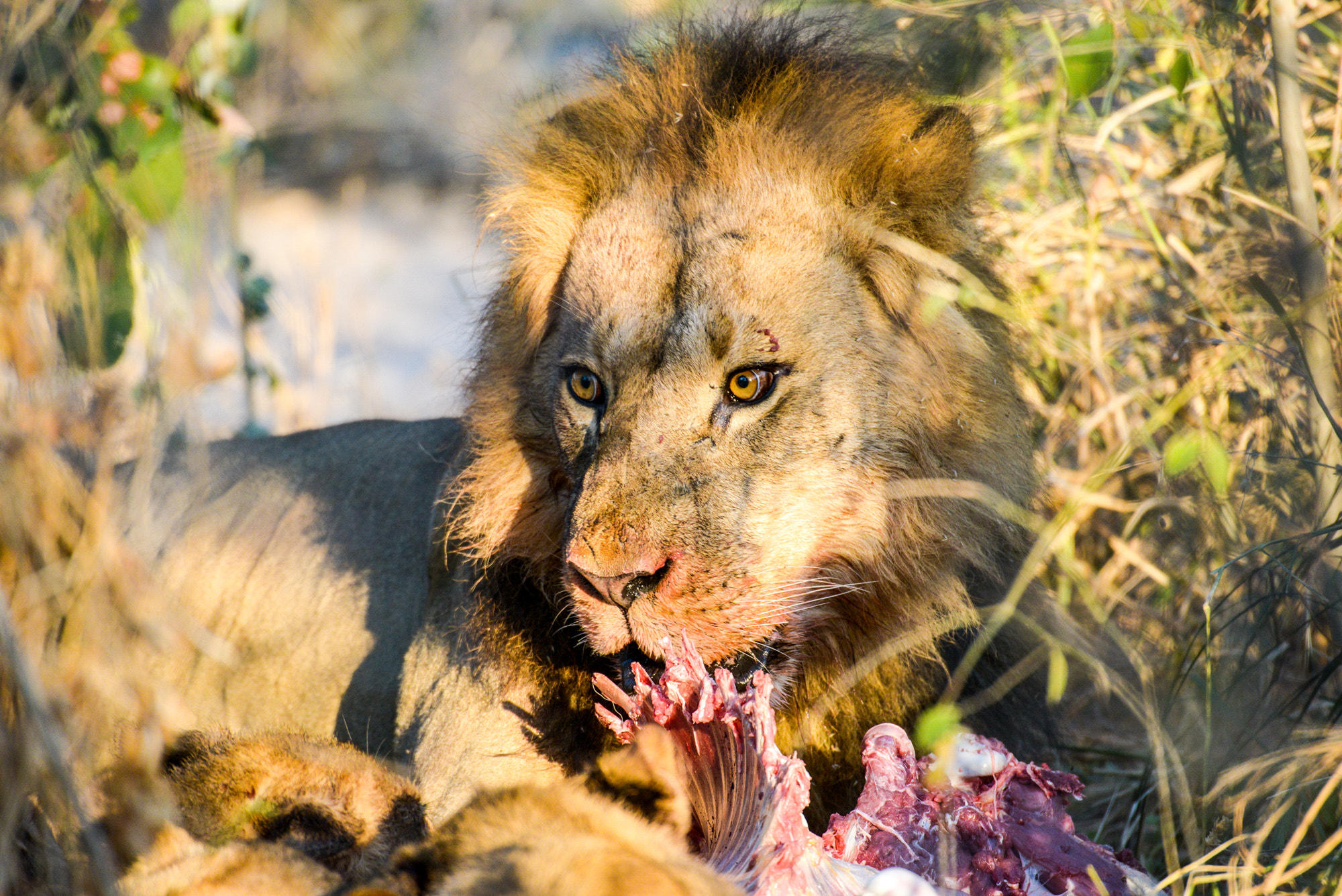 Nikon D800 sample photo. Okavango delta photography
