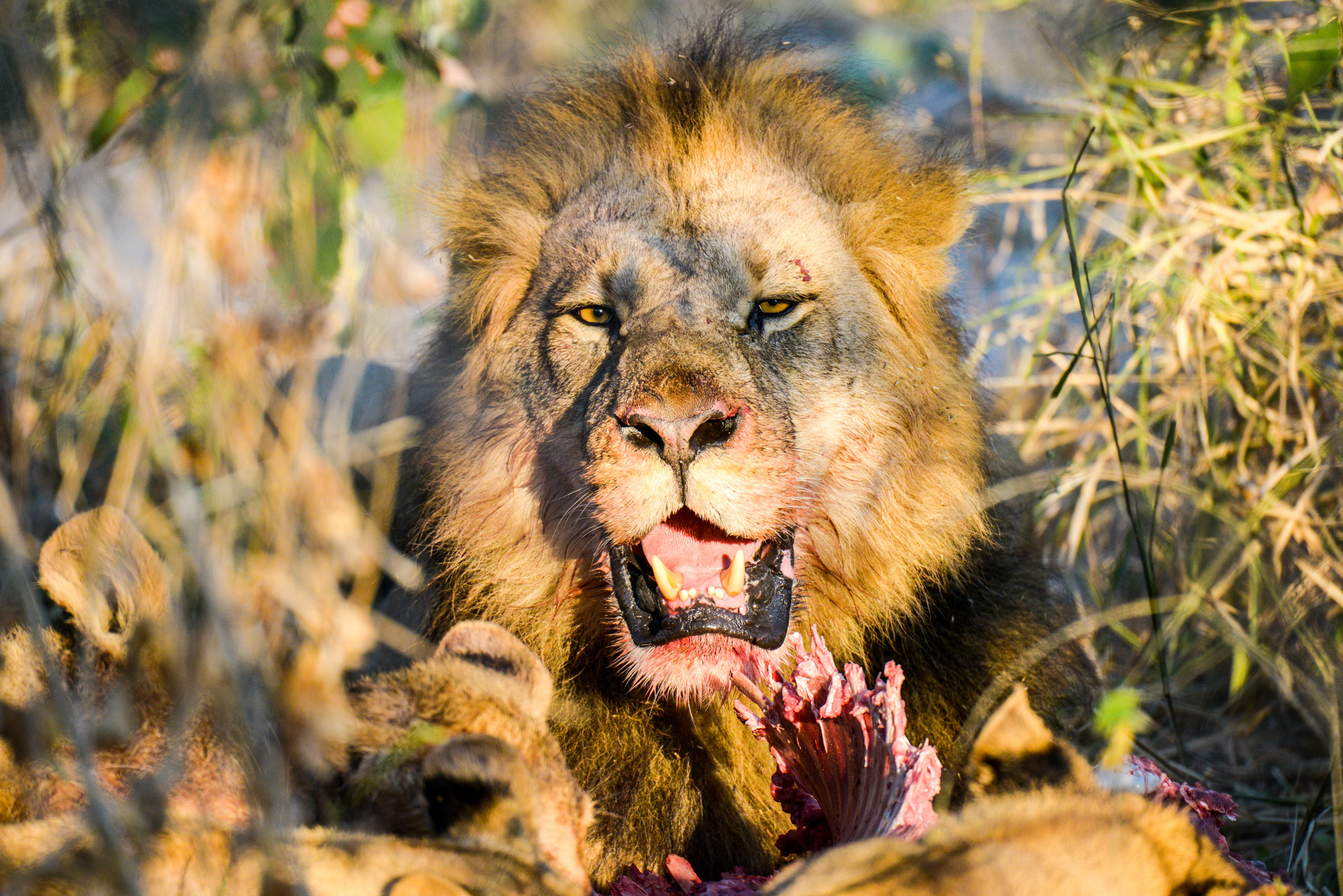 Nikon D800 sample photo. Okavango delta photography