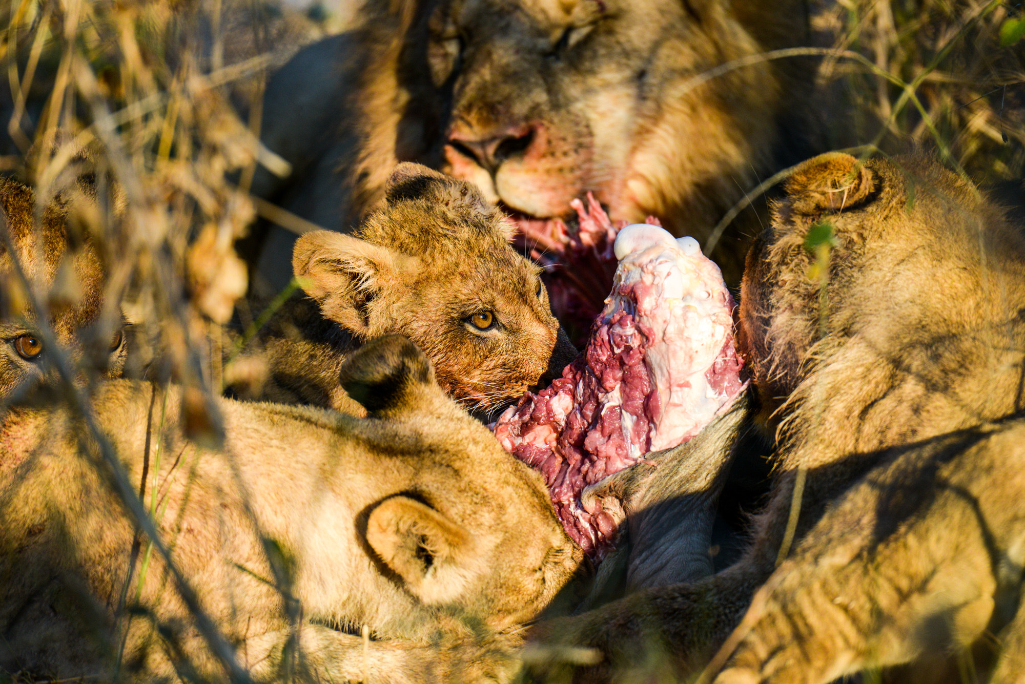 Nikon D800 sample photo. Okavango delta photography