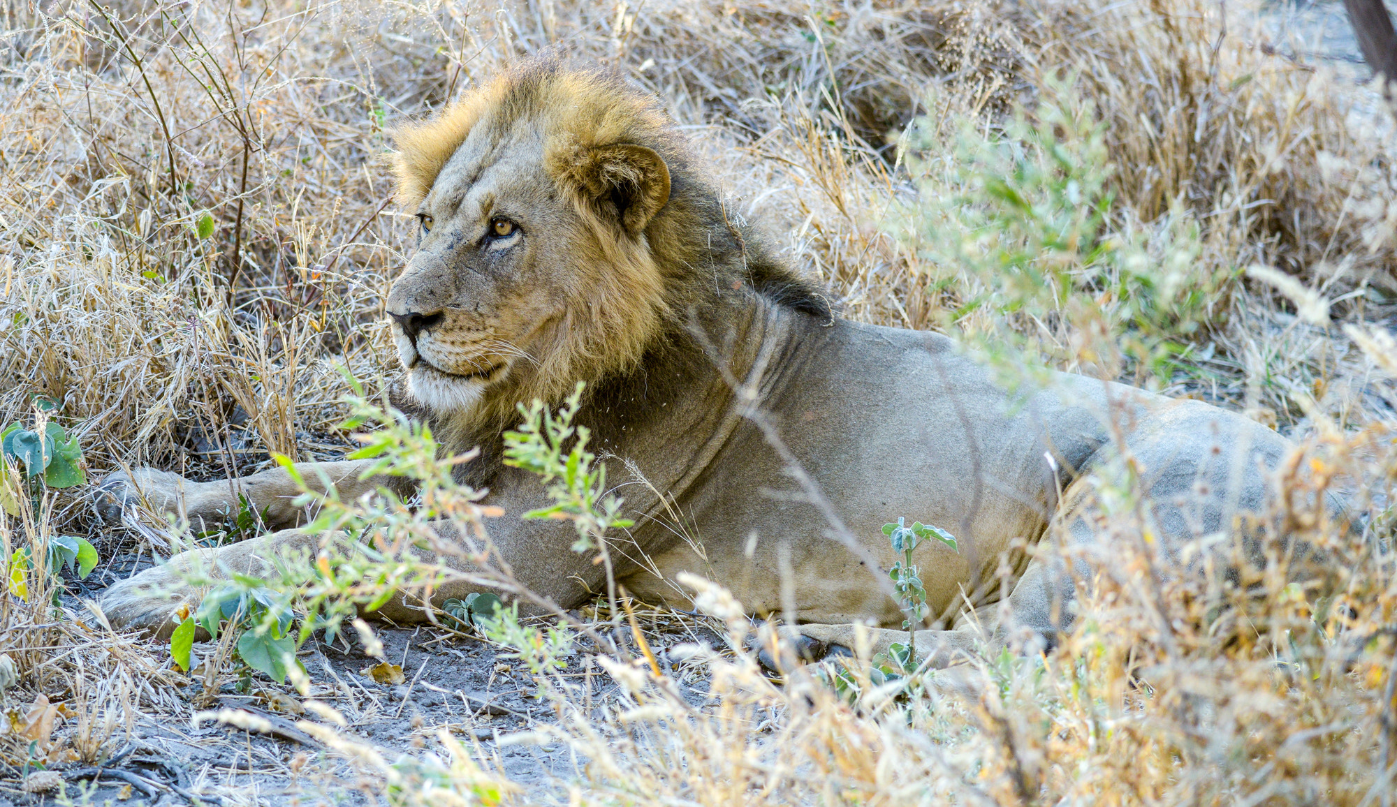 Nikon D800 sample photo. Okavango delta photography