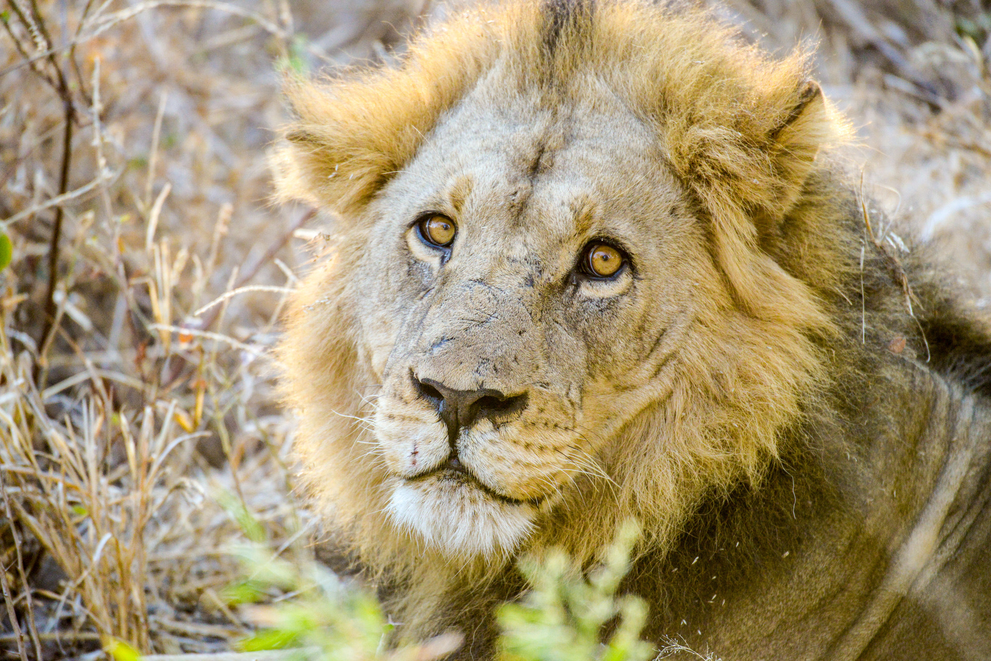Nikon D800 sample photo. Okavango delta photography