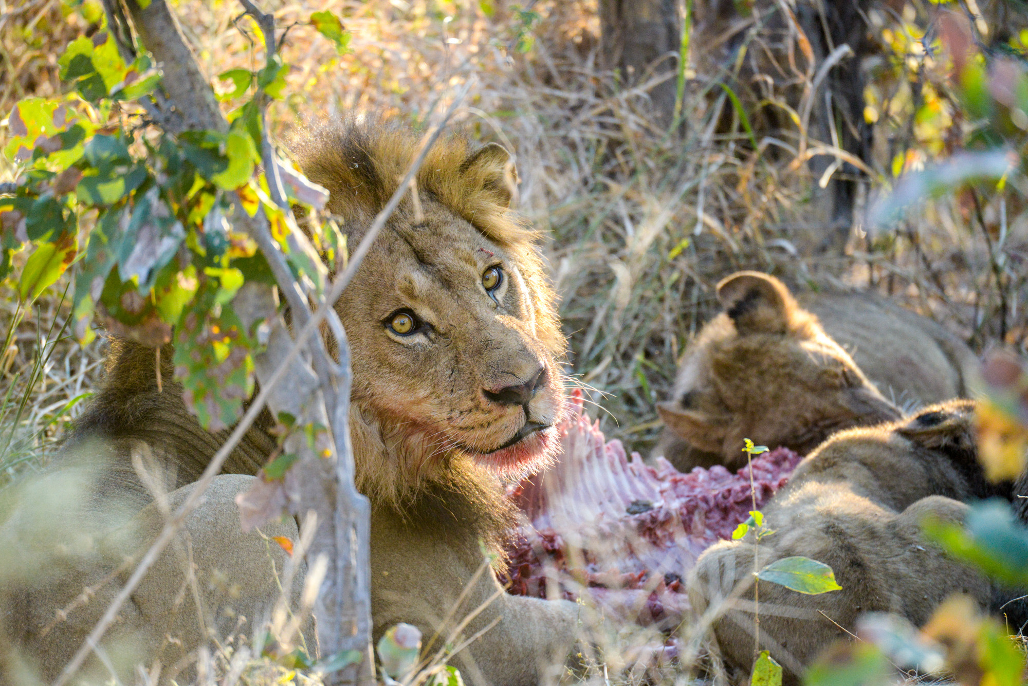 Nikon D800 sample photo. Okavango delta photography