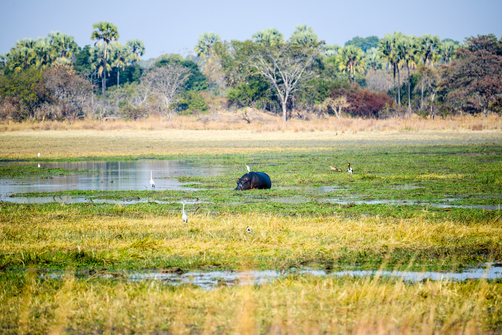 Nikon D800 sample photo. Kafue national park photography