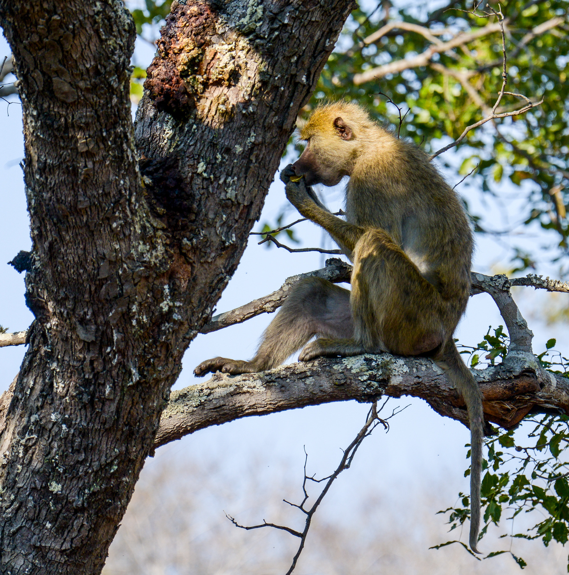 Nikon D800 sample photo. Kafue national park photography