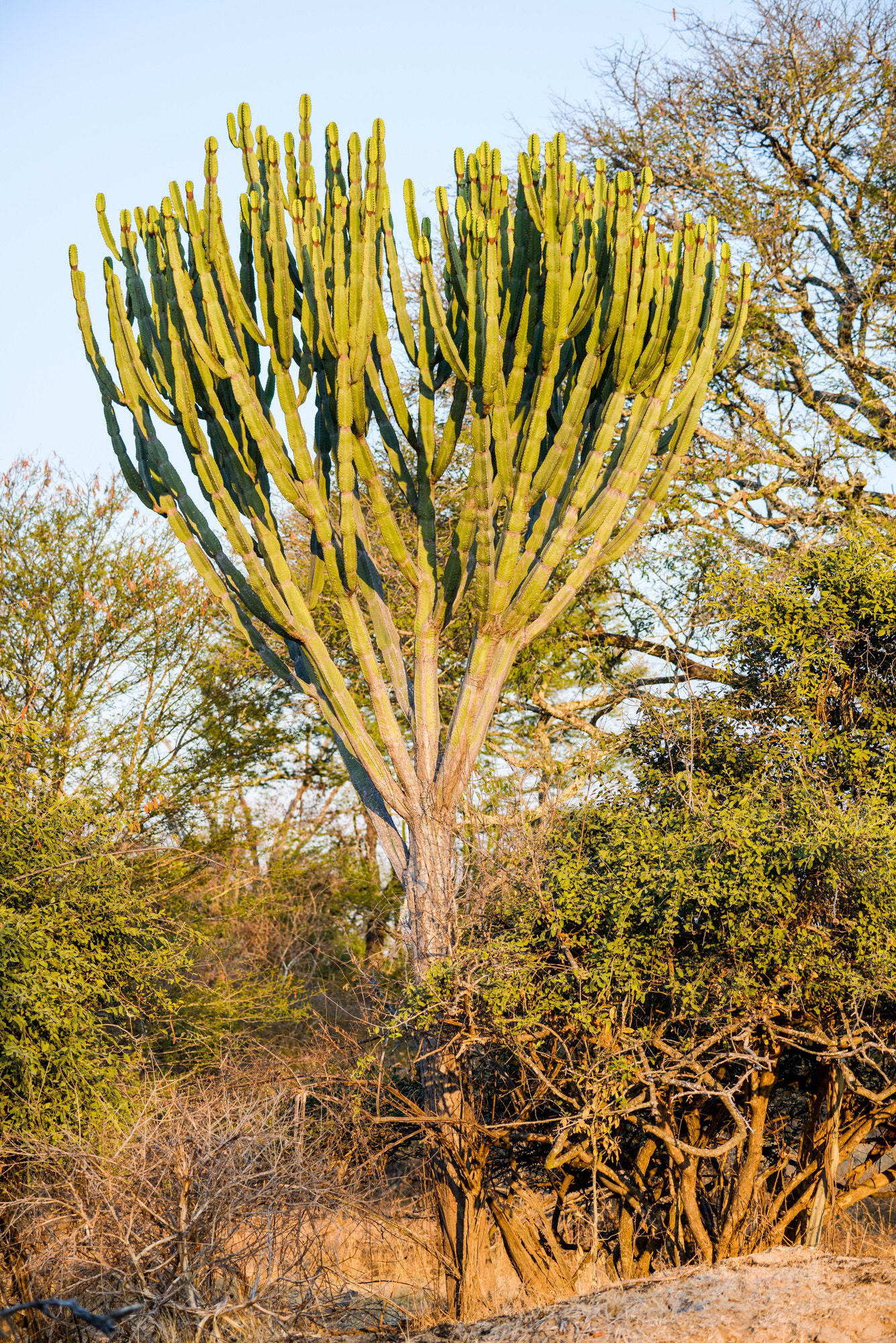 Nikon D800 sample photo. Kafue national park photography