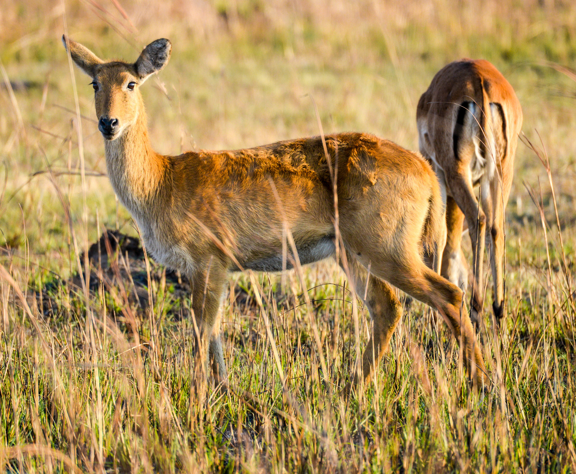 Nikon D800 sample photo. Kafue national park photography