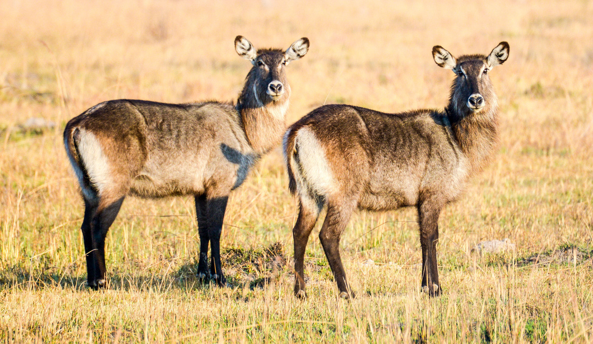 Nikon D800 sample photo. Kafue national park photography