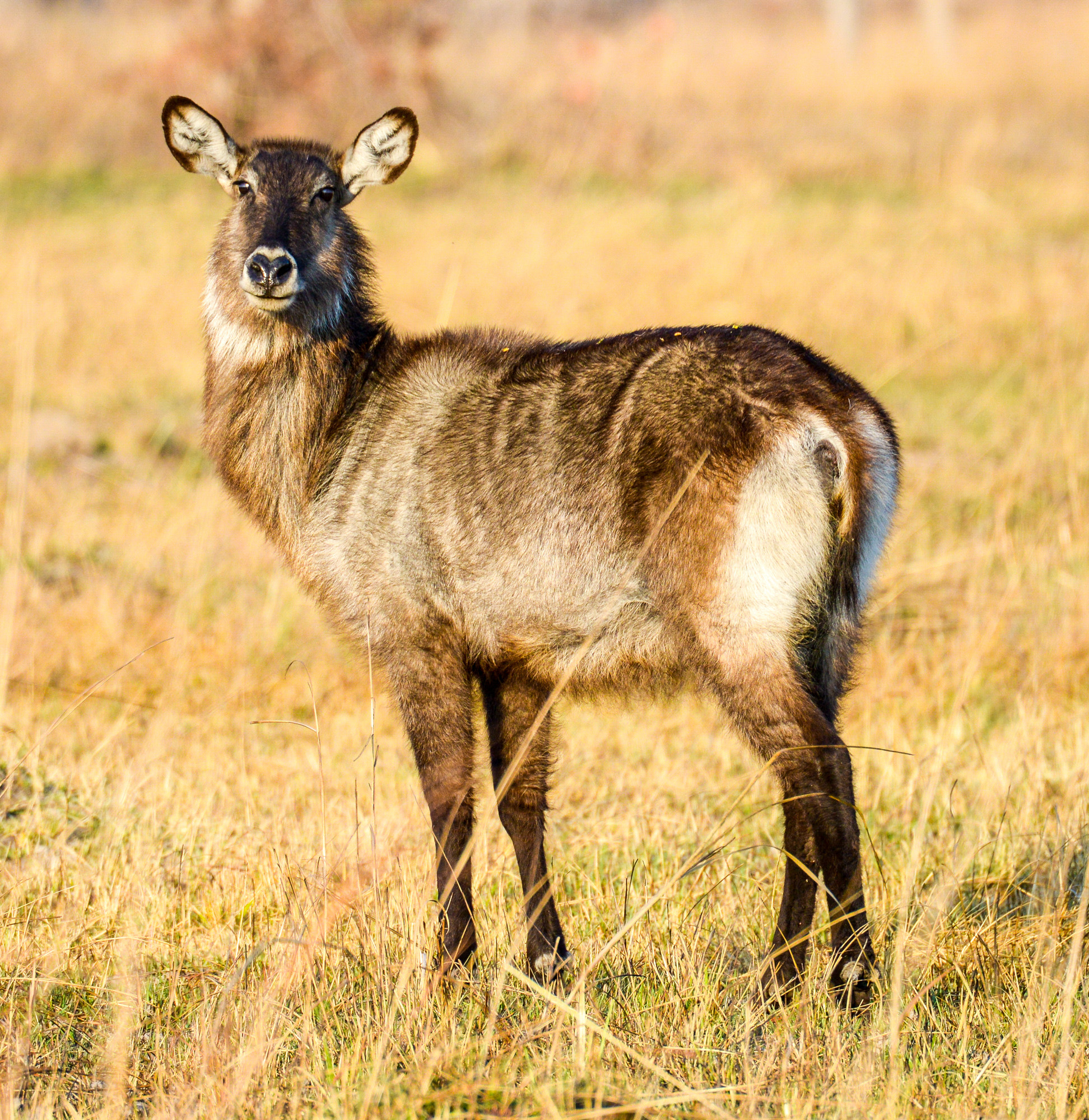 Nikon D800 sample photo. Kafue national park photography