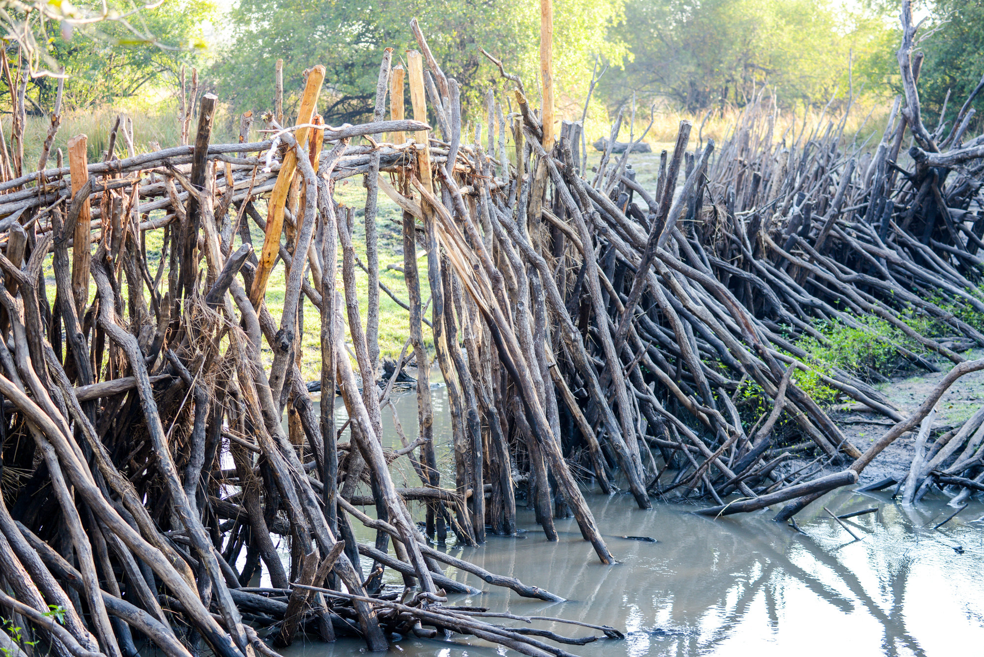 Nikon D800 sample photo. Kafue national park photography