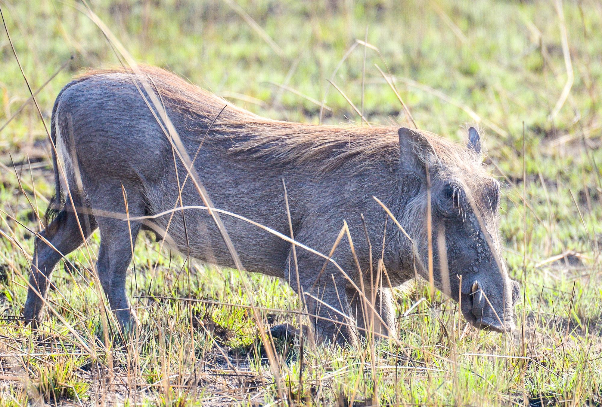 Nikon D800 sample photo. Kafue national park photography