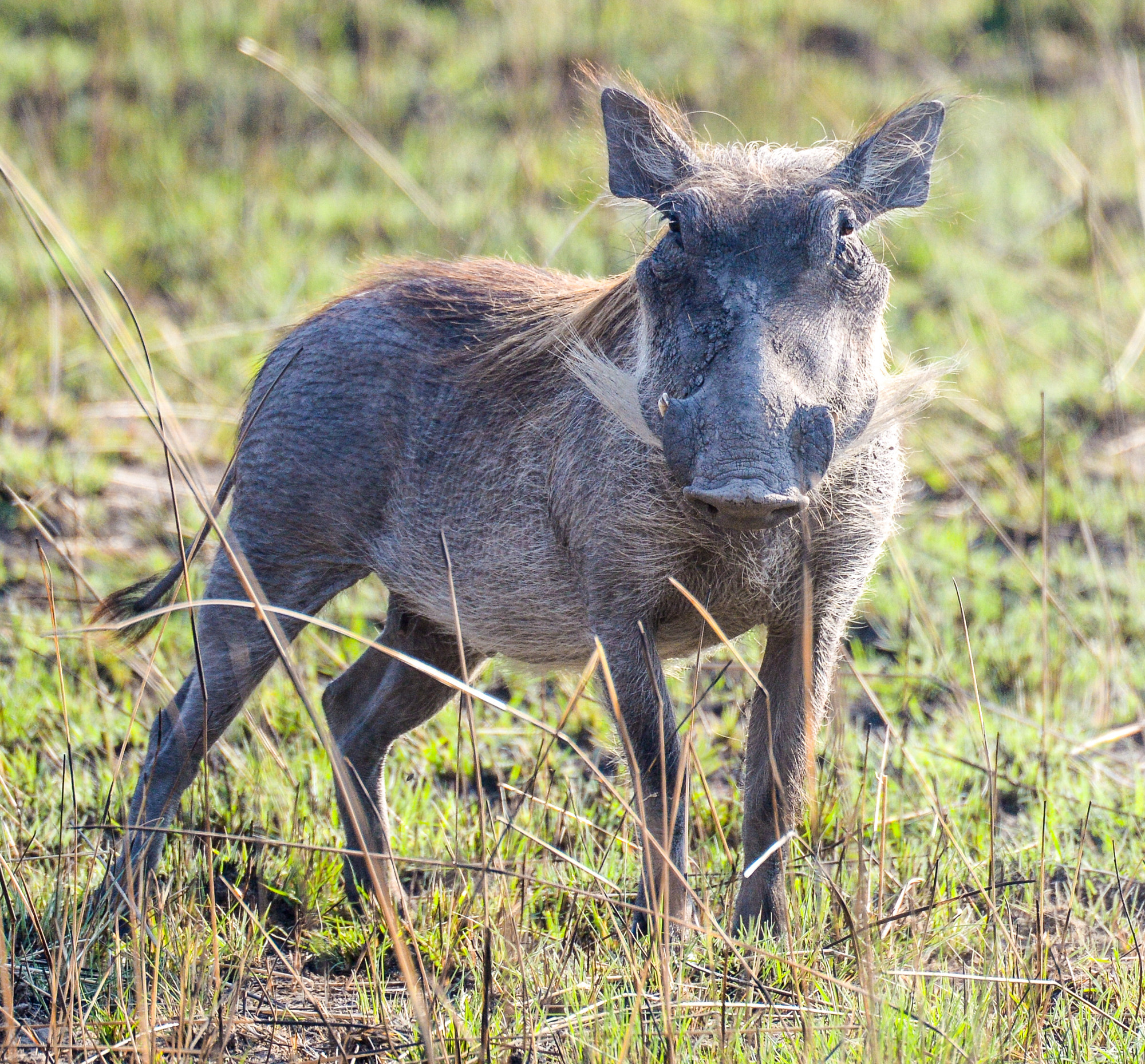 Nikon D800 sample photo. Kafue national park photography