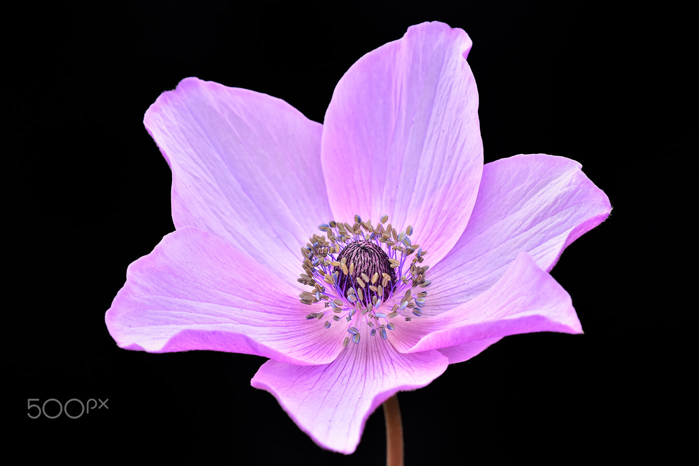 Sigma 150mm F2.8 EX DG Macro HSM sample photo. Flower 1 photography