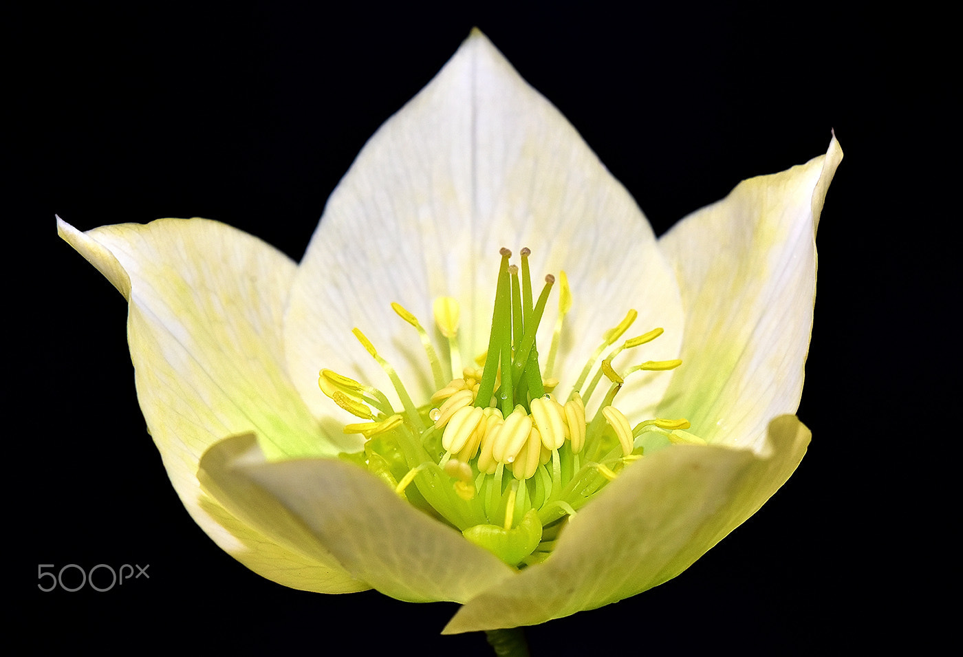 Sigma 150mm F2.8 EX DG Macro HSM sample photo. Flower 2 photography