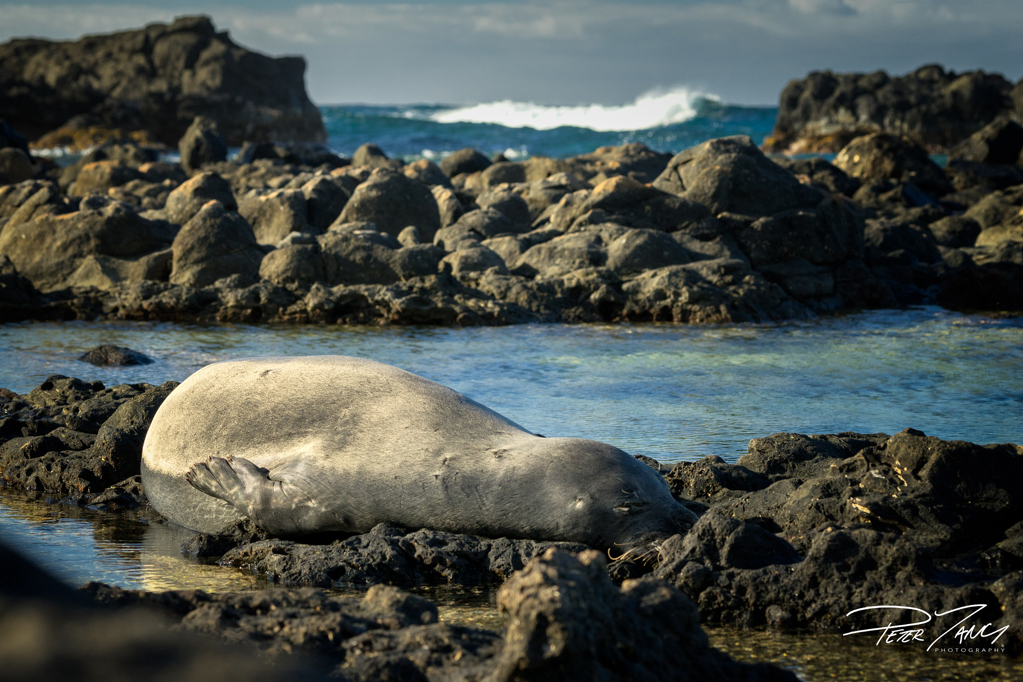 Sony 70-400mm F4-5.6 G SSM sample photo. The bedroom of the monk seal photography