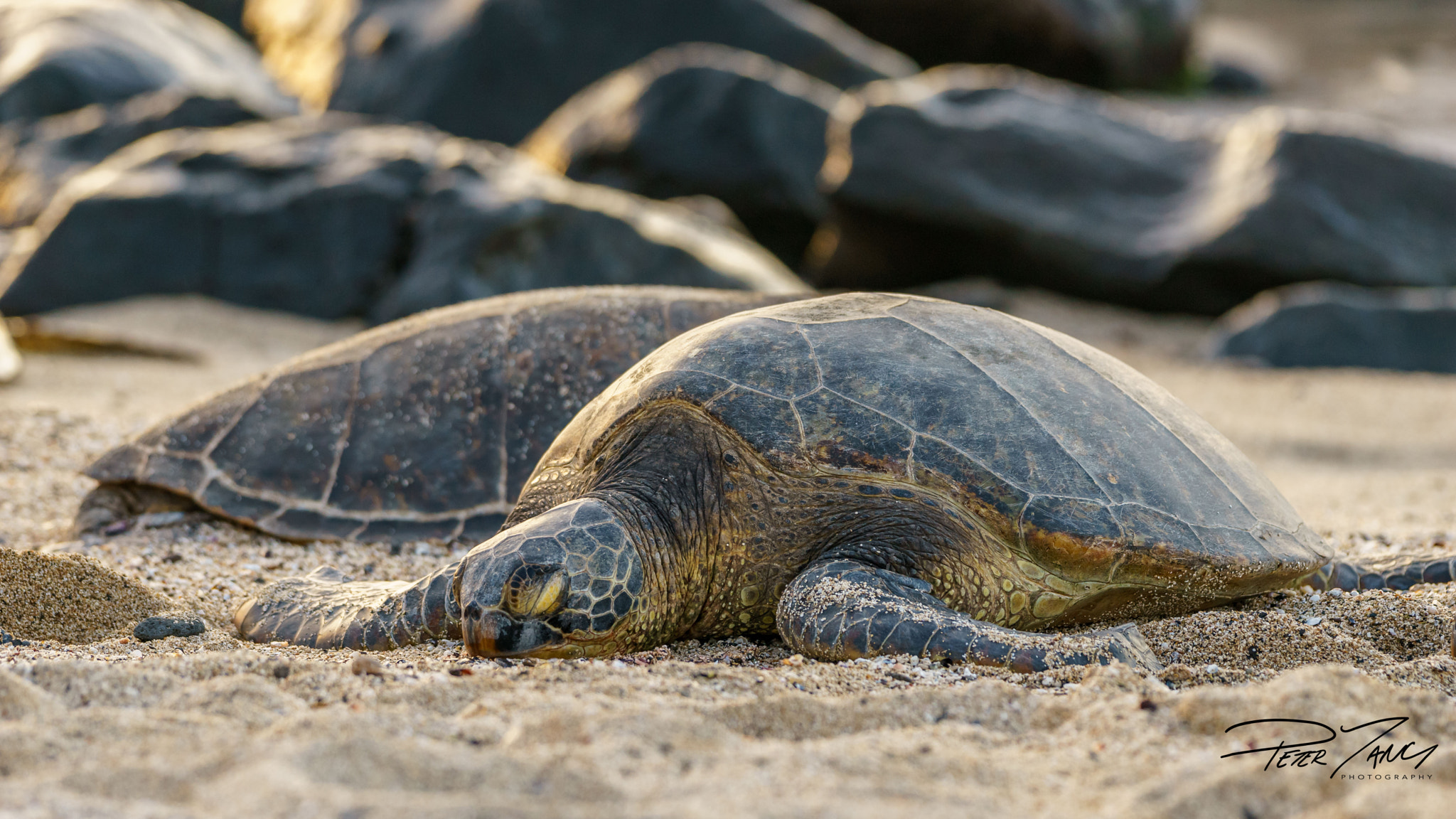 Sony a7 II + Sony 70-400mm F4-5.6 G SSM sample photo. Bed of sand photography