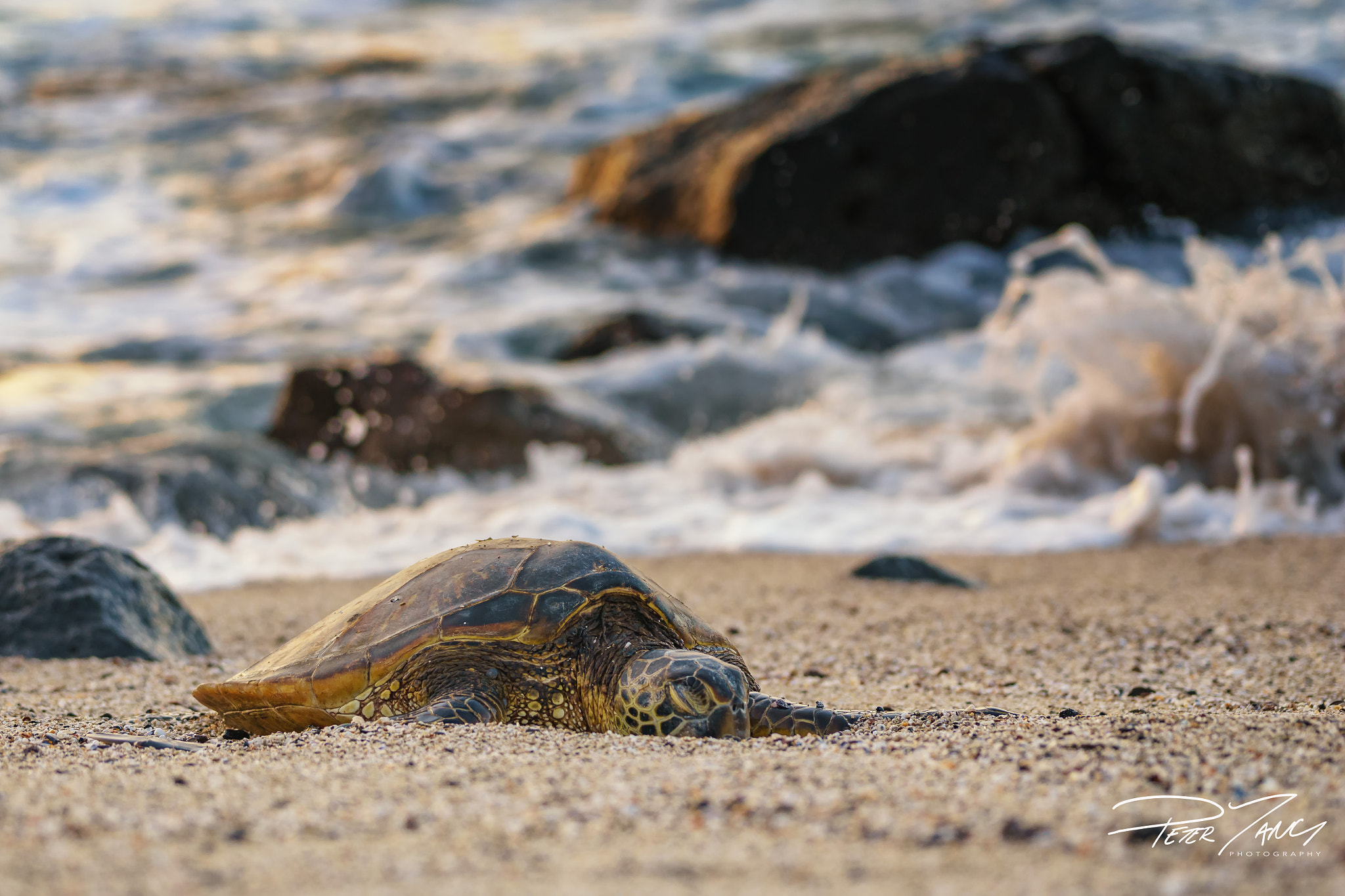 Sony 70-400mm F4-5.6 G SSM sample photo. Shore of rest photography