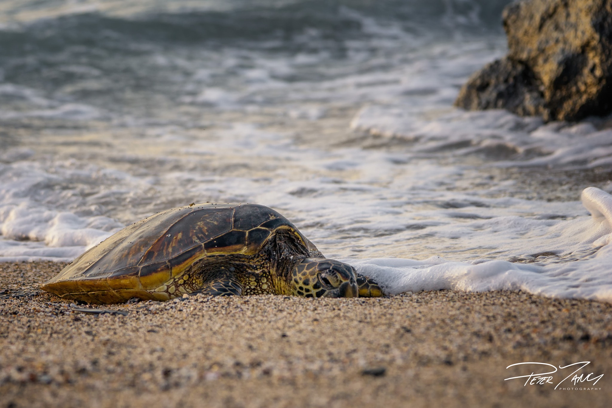 Sony a7 II + Sony 70-400mm F4-5.6 G SSM sample photo. Nature's wake up call photography