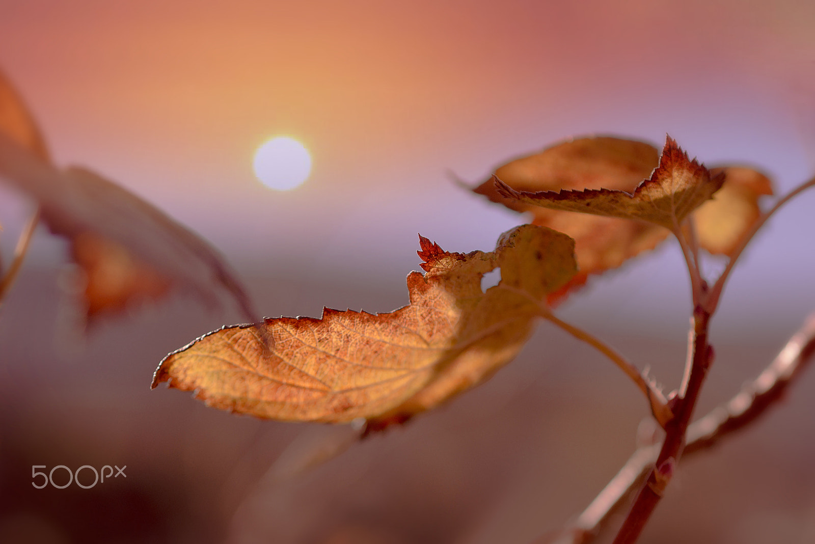 Olympus OM-D E-M10 + Olympus M.Zuiko Digital 45mm F1.8 sample photo. Soft mood photography
